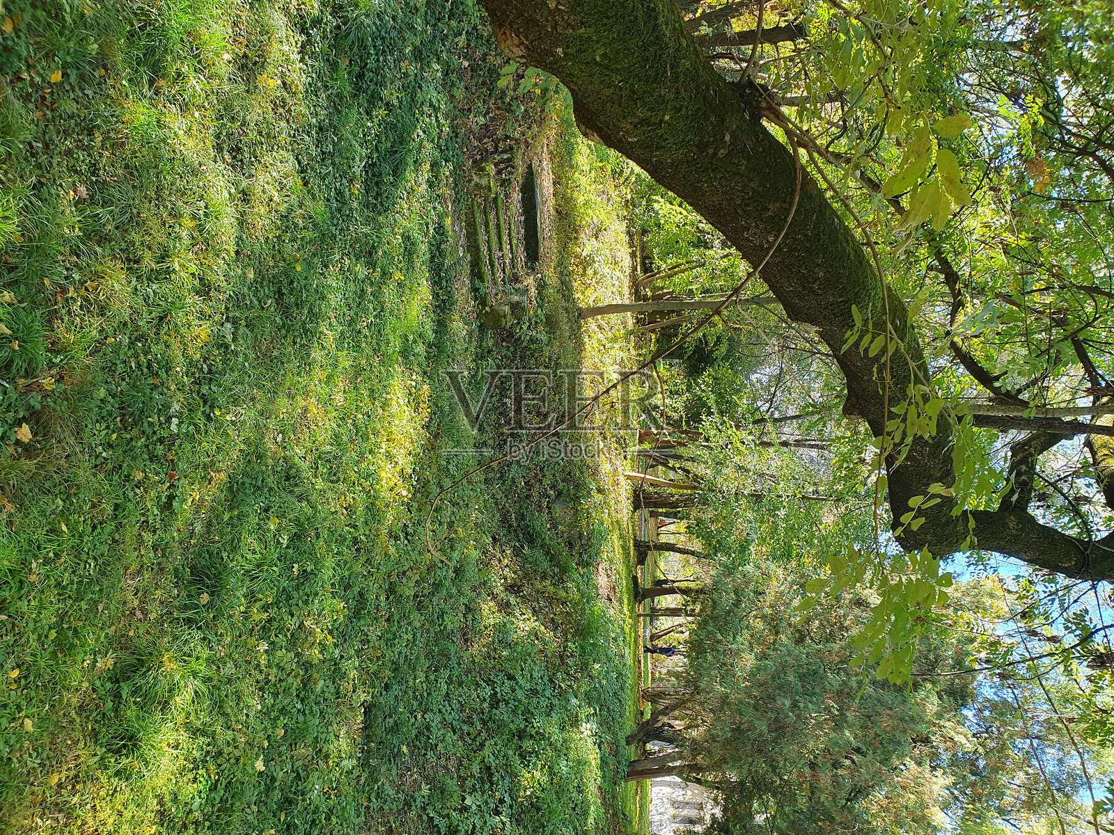 美丽的秋季森林,森林中有大片绿色空地,树上的五彩斑斓的叶子照片摄影图片