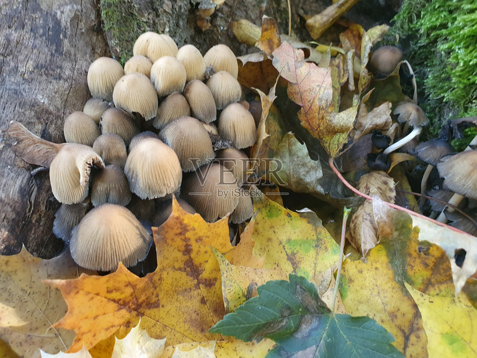 树桩上散落着的蘑菇和屎壳郎,树桩上覆盖着苔藓照片摄影图片