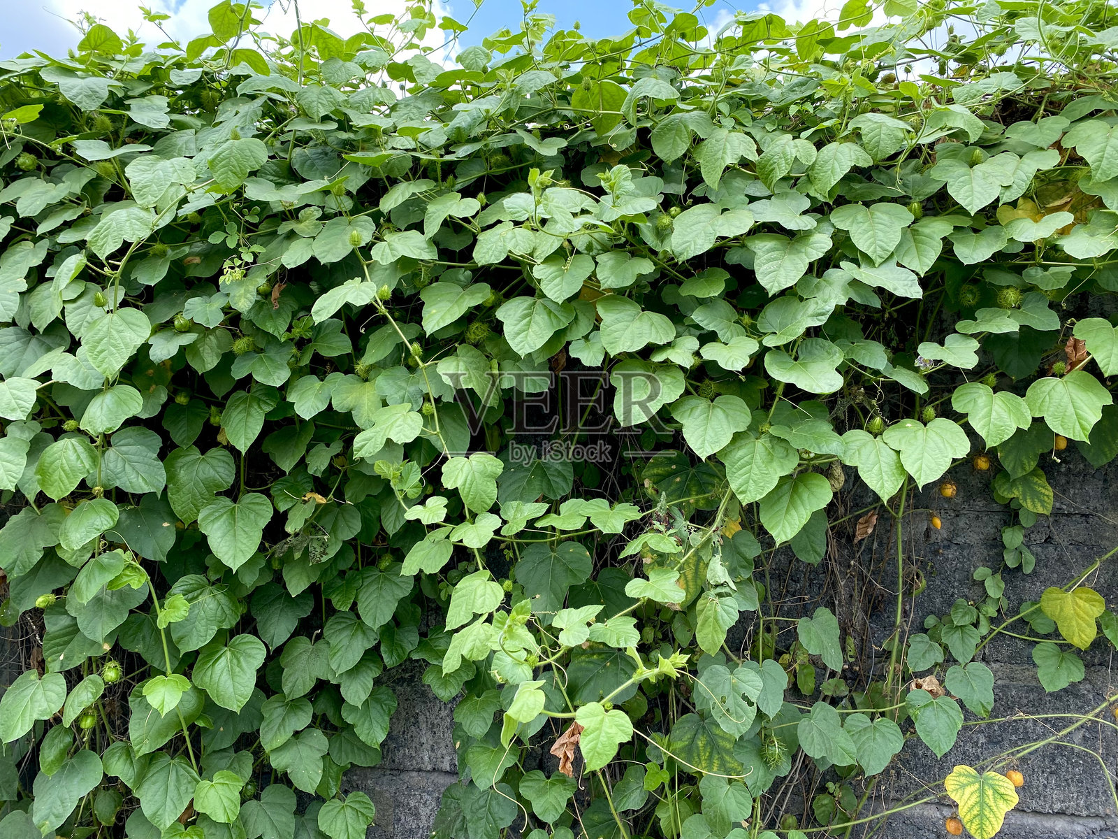 藤蔓非常茂密,生长在墙上。照片摄影图片