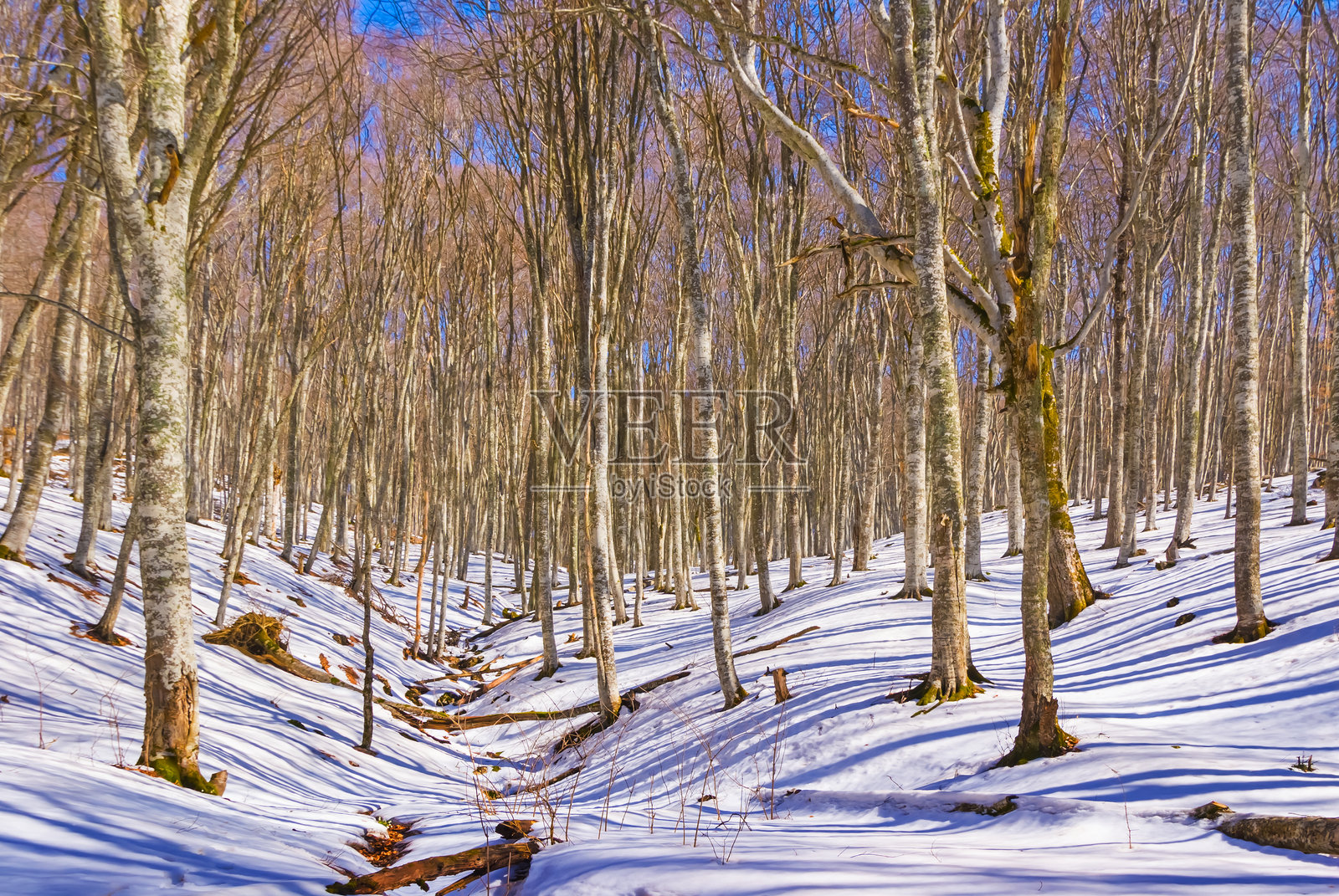 冬日雪覆盖的森林,季节性的户外风景照片摄影图片