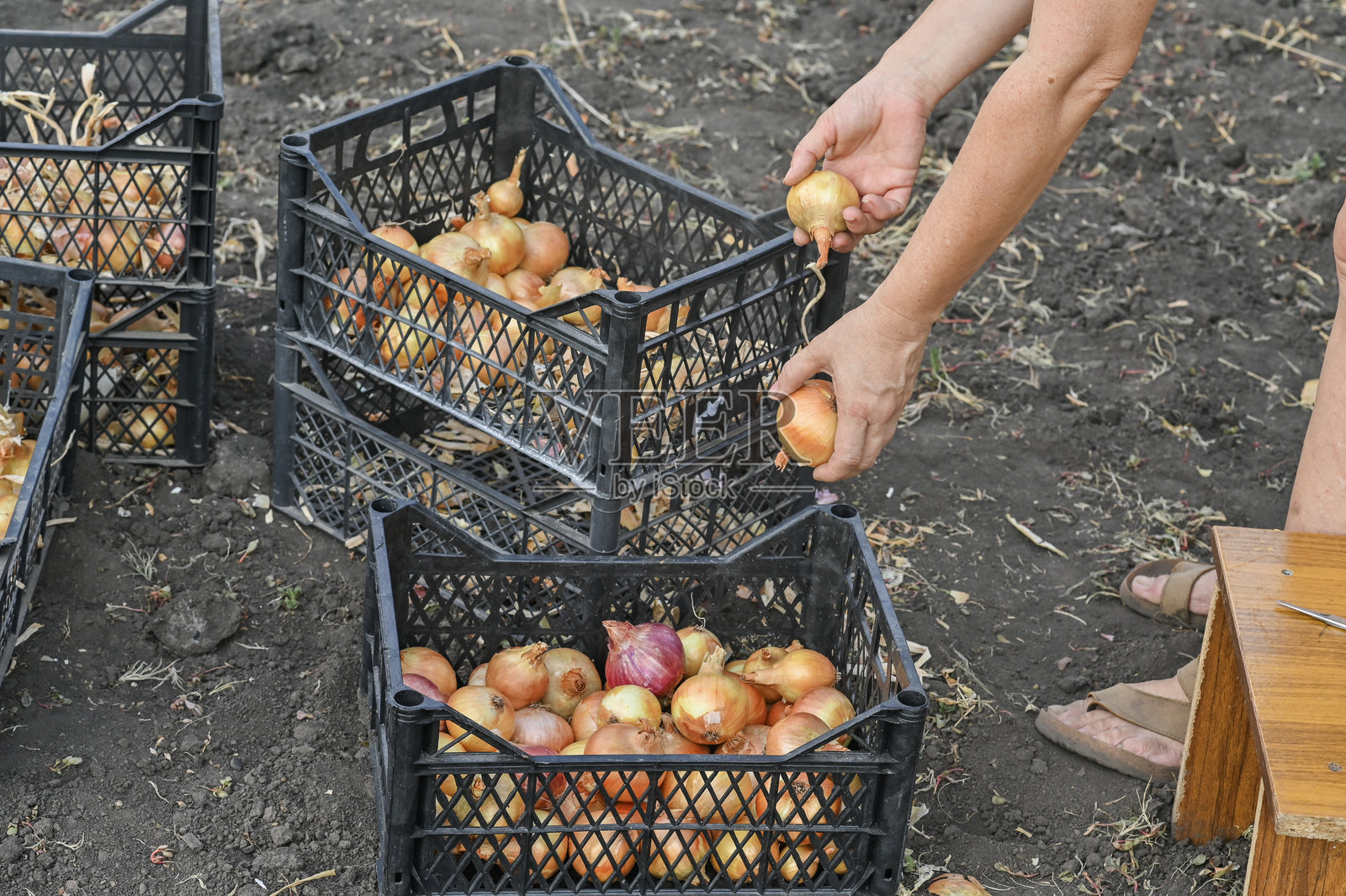 农民手中的洋葱。照片摄影图片