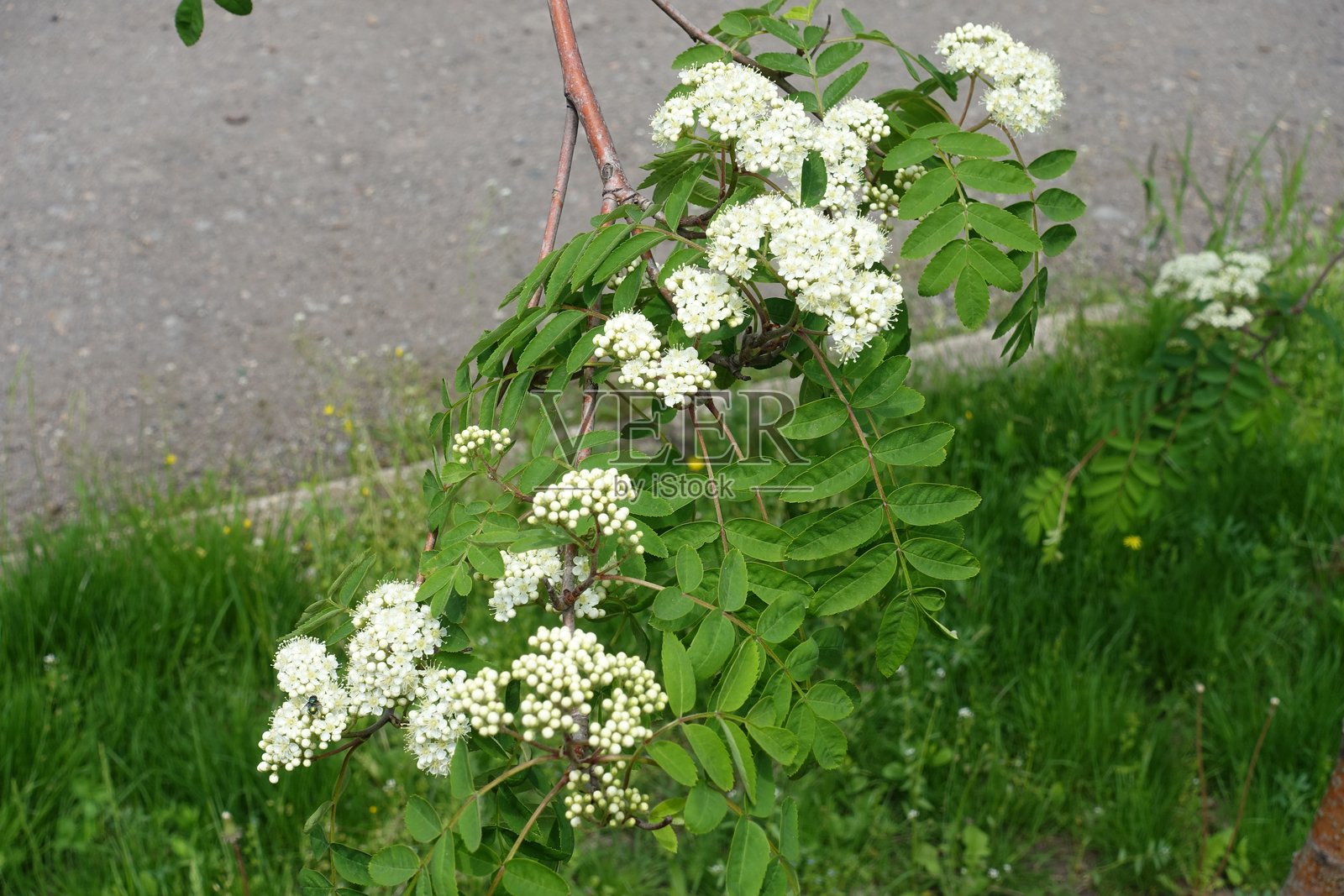 五月中旬的花开山楂树枝照片摄影图片