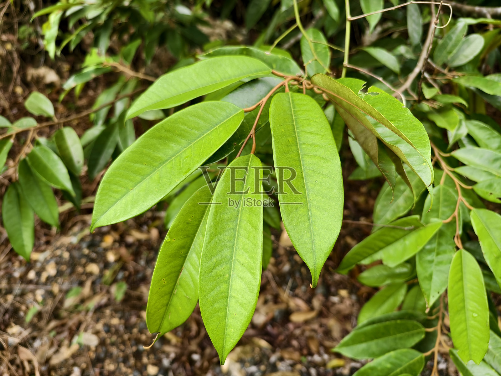 榴莲叶(durio zibethinus)仍然年轻照片摄影图片