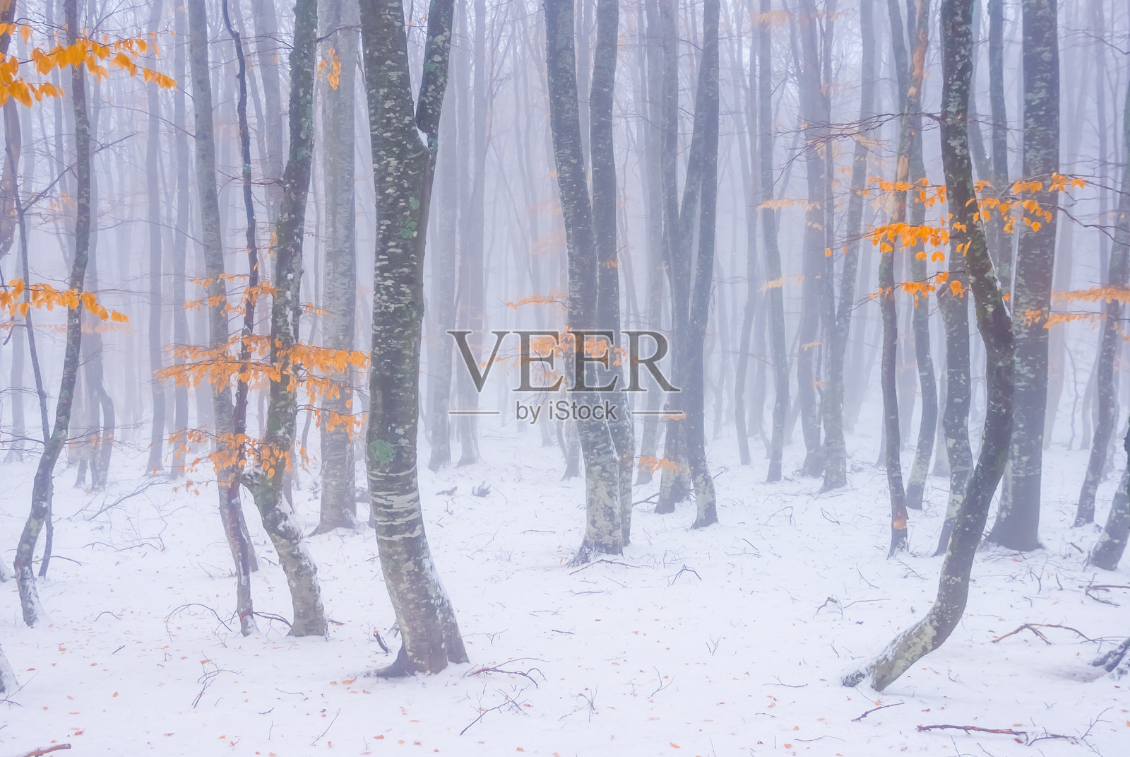 冬季被雪覆盖的山毛榉森林在蓝色雾霭中照片摄影图片