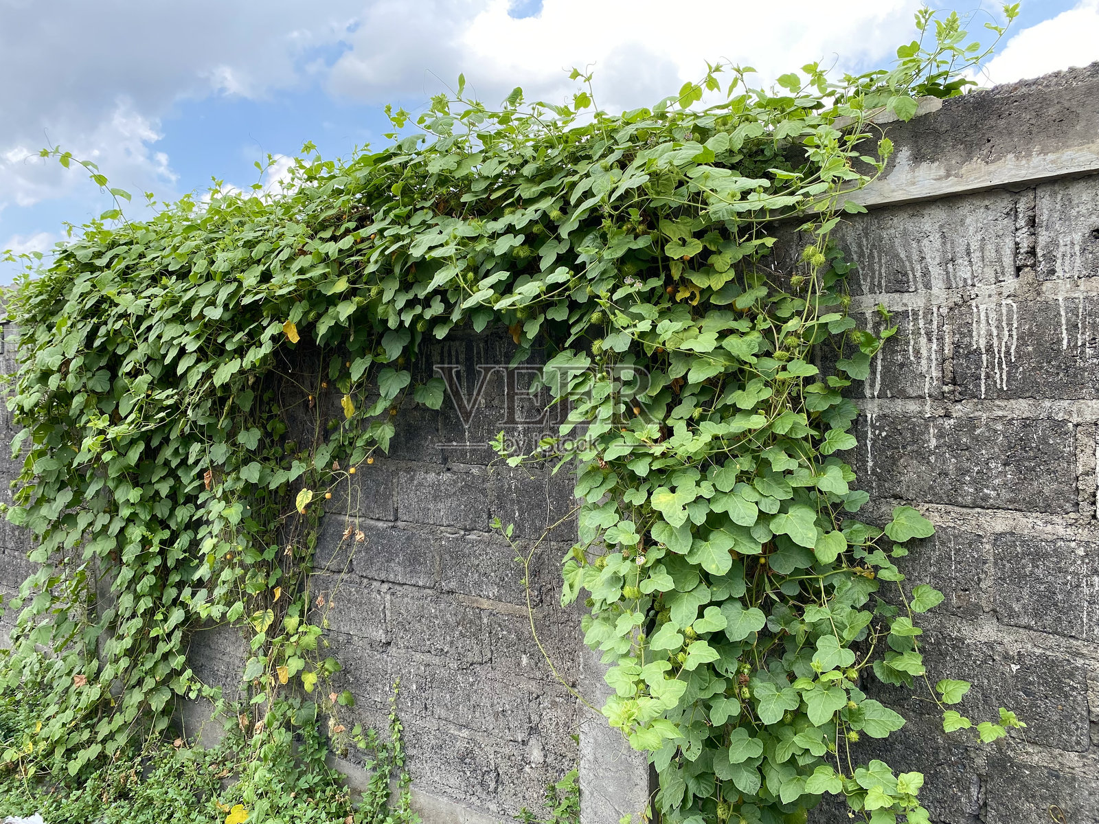 藤蔓非常茂密,生长在墙上。照片摄影图片