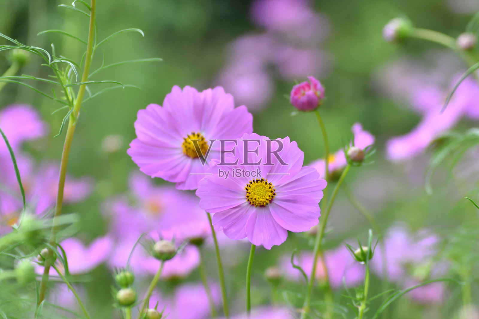 宇宙花照片摄影图片