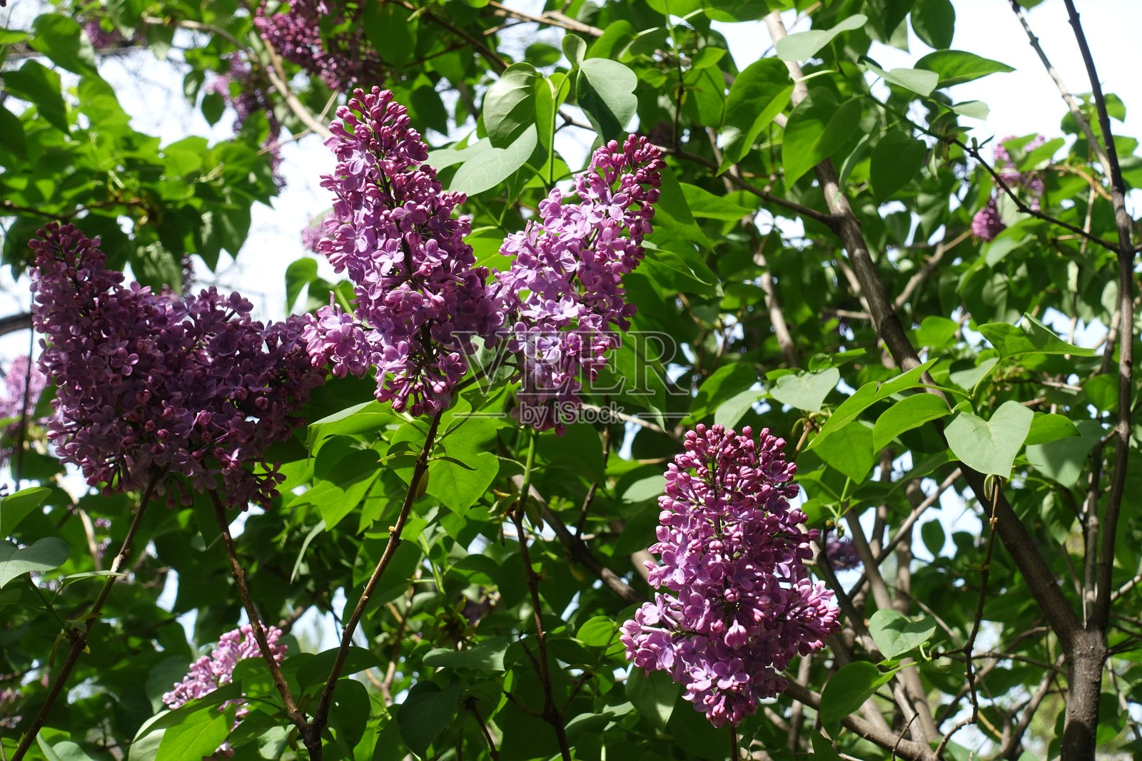 五月中旬的紫丁香花穗照片摄影图片