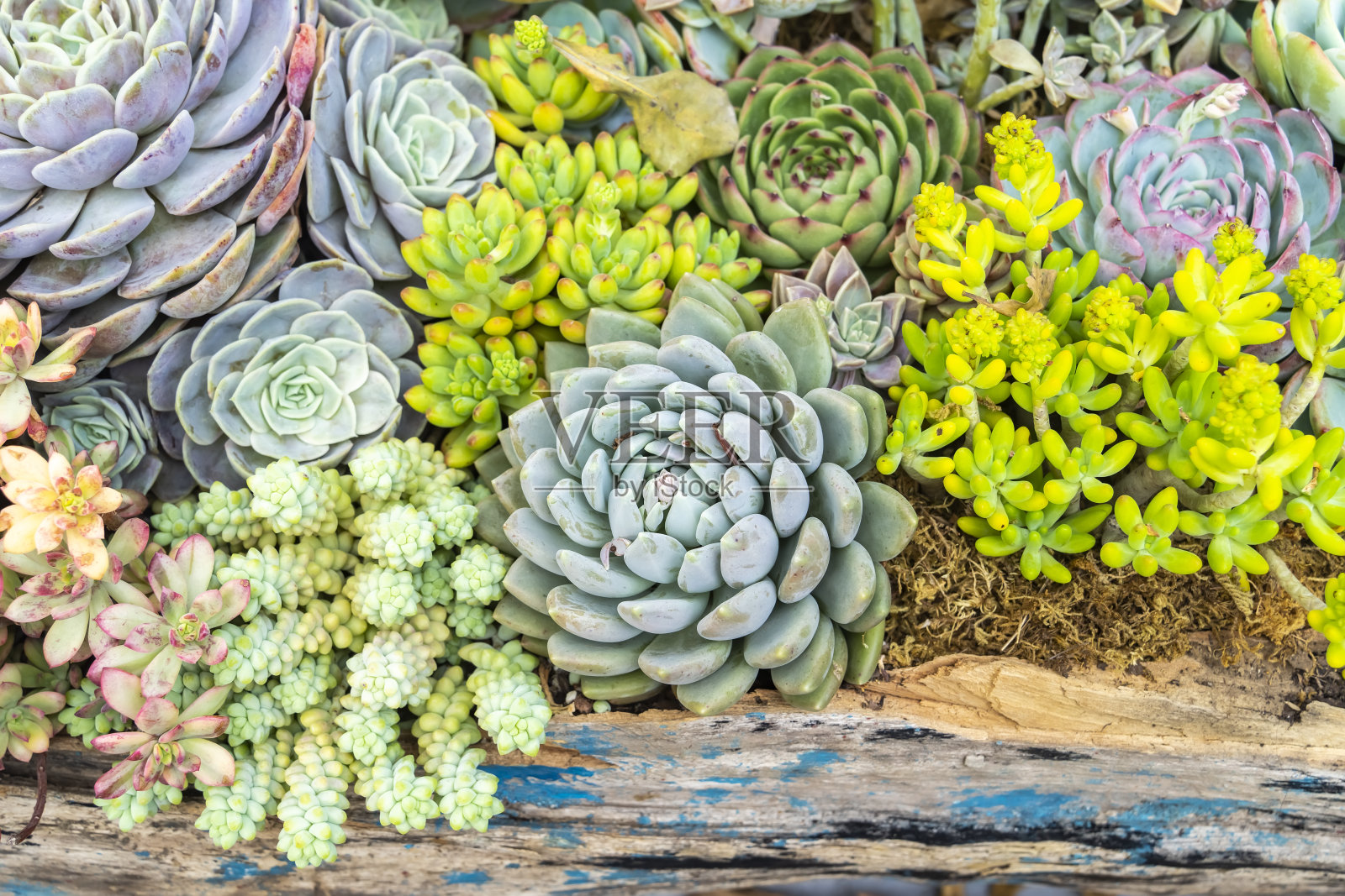 迷你多肉植物照片摄影图片