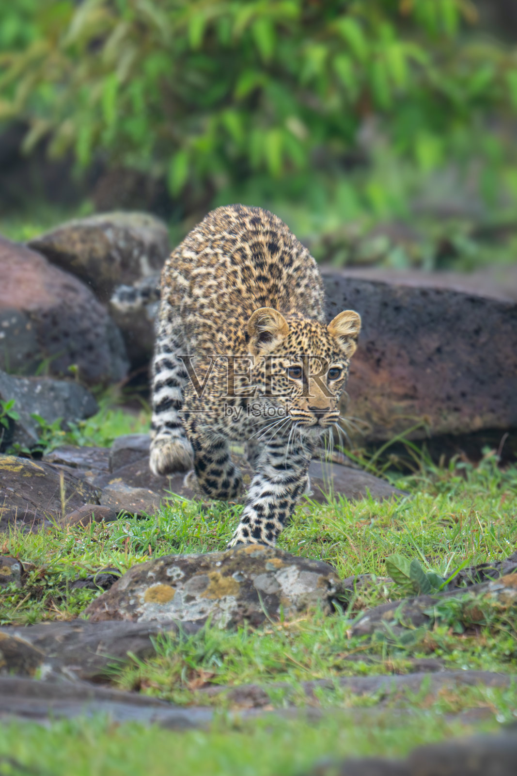 豹子幼崽跃过岩石,抬起前爪照片摄影图片
