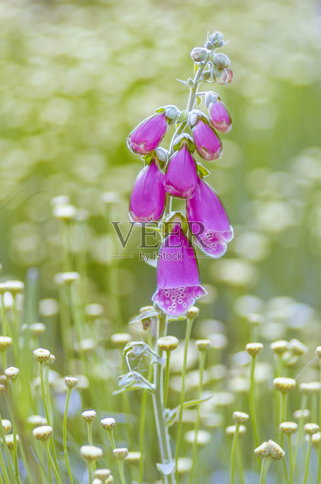 阳光明媚的草地上的紫色毛地黄照片摄影图片