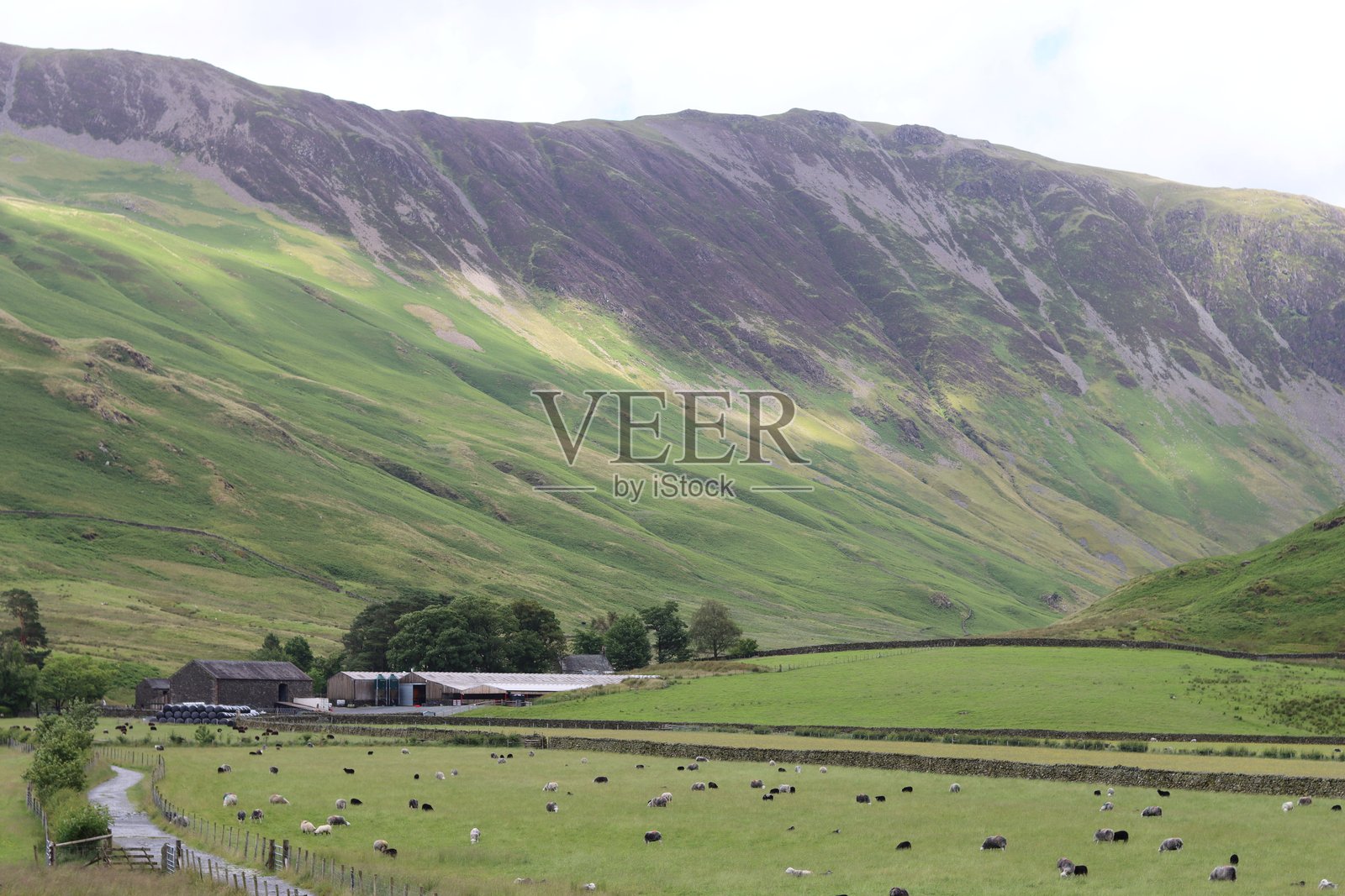 巴特默尔谷的赫德威克羊在吃草,湖区照片摄影图片