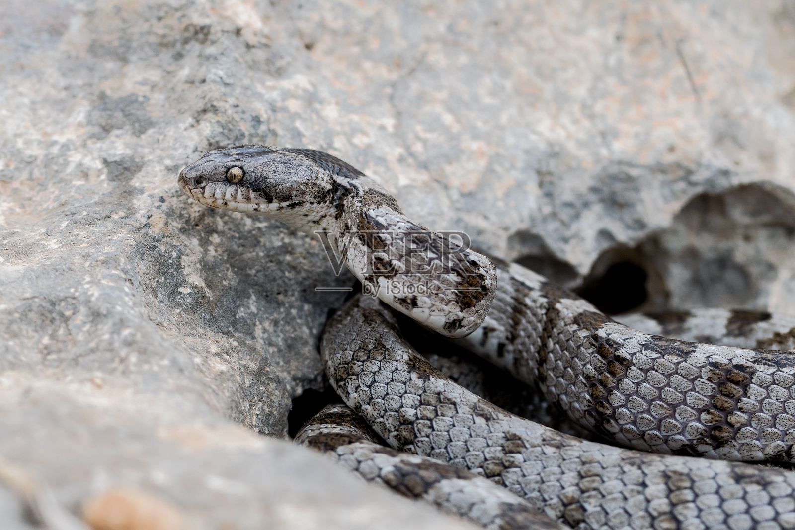 马耳他岛上的欧洲猫蛇(Telescopus fallax)特写镜头。照片摄影图片