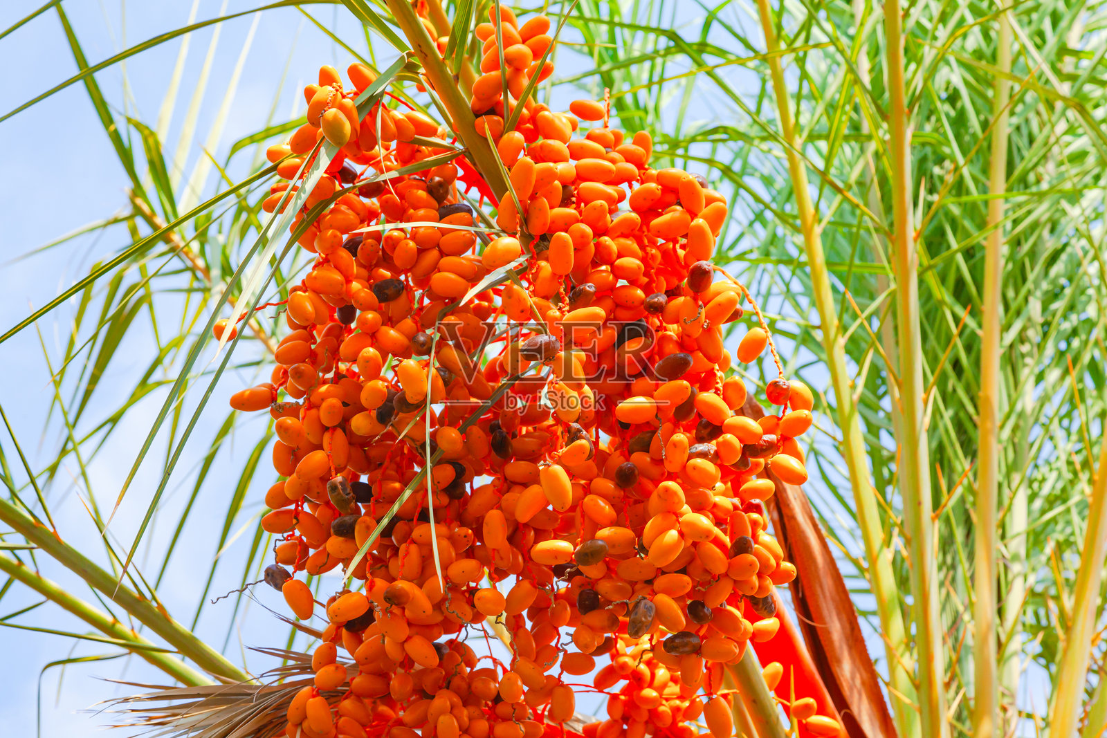 带有成熟果实的枣椰树。照片摄影图片