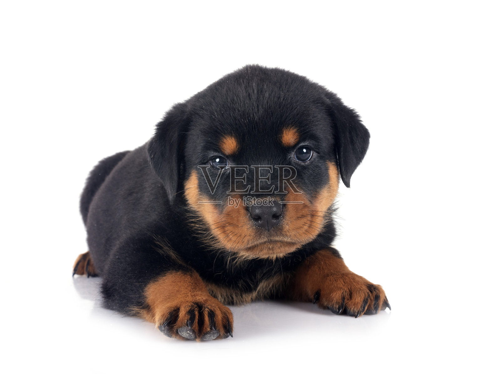 工作室里的罗威纳幼犬照片摄影图片