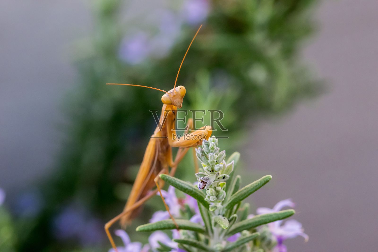一只大型棕色欧洲螳螂(Mantis religiosa)在马耳他的迷迭香植物上静静等待猎物。照片摄影图片