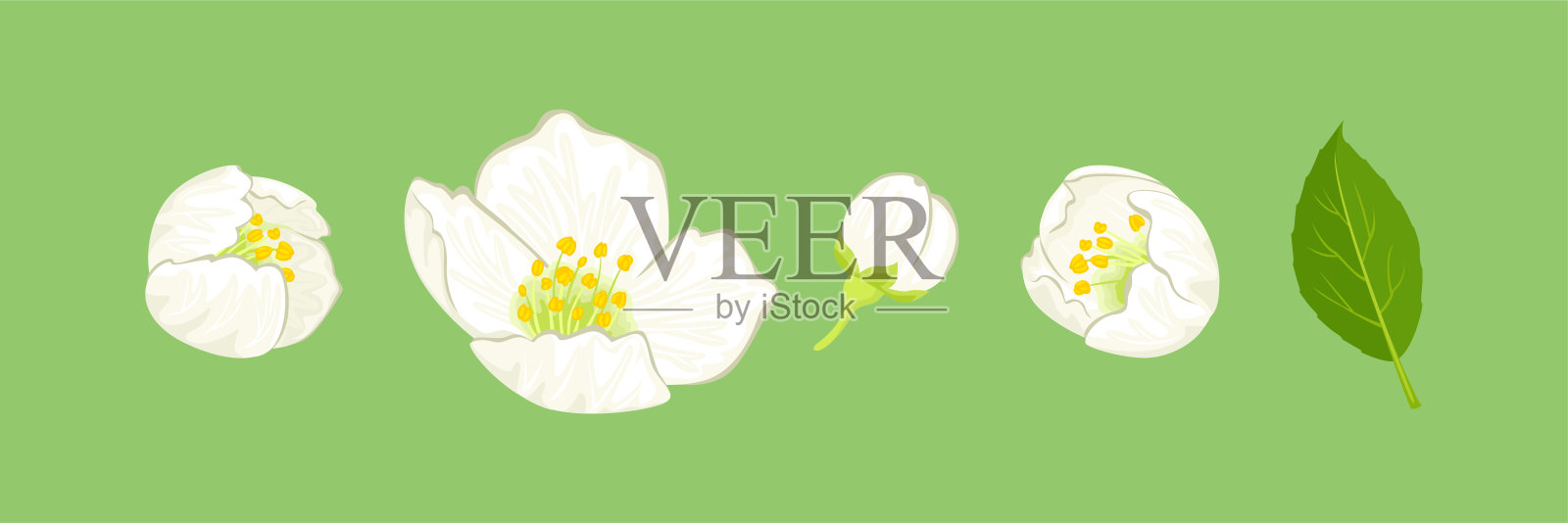 茉莉花组合。美丽春花的矢量卡通插图,独立于绿色背景。插画图片素材