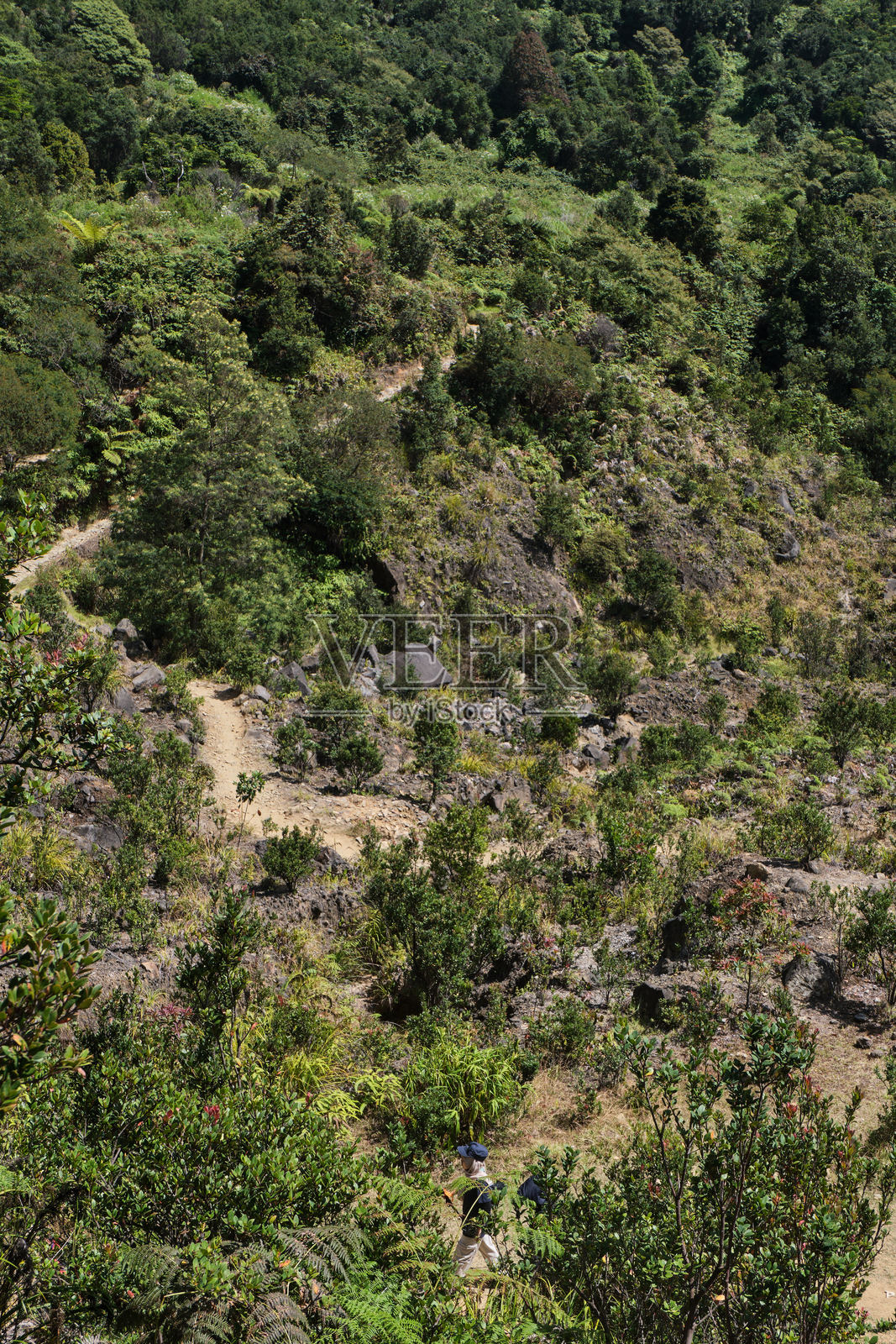 密林中的崎岖小径照片摄影图片