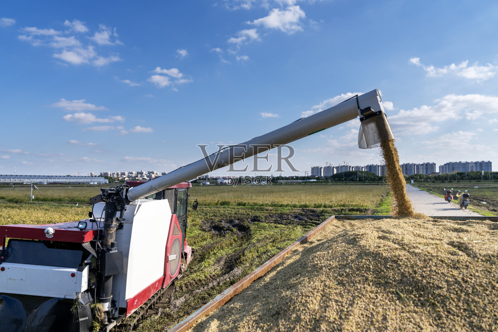 收获后将大米倒入粮车中照片摄影图片