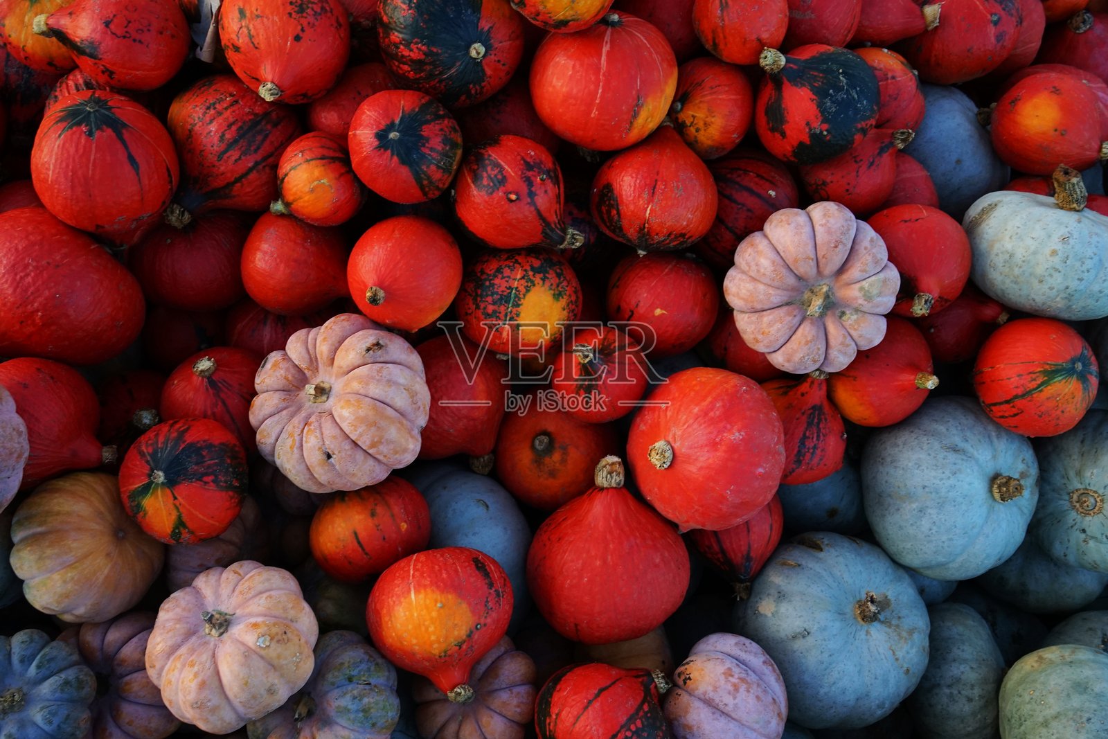 秋季氛围:南瓜与万圣节照片摄影图片