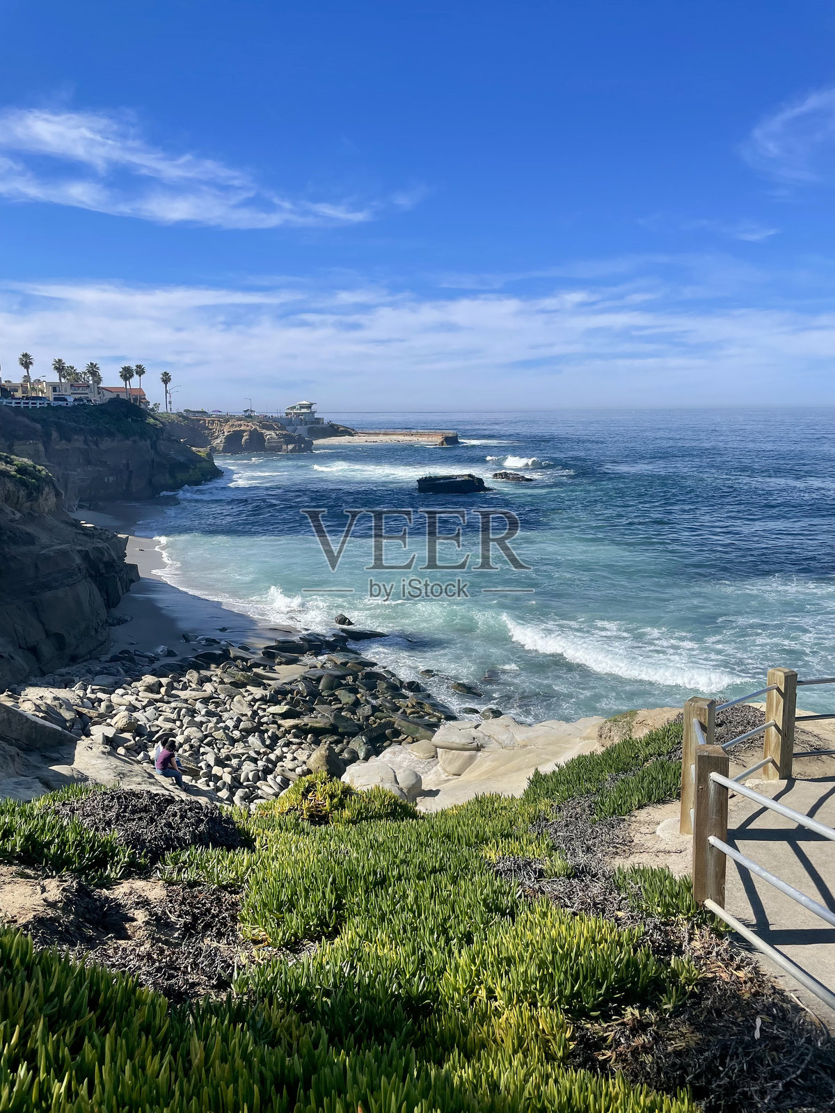 拉荷亚海豹照片摄影图片