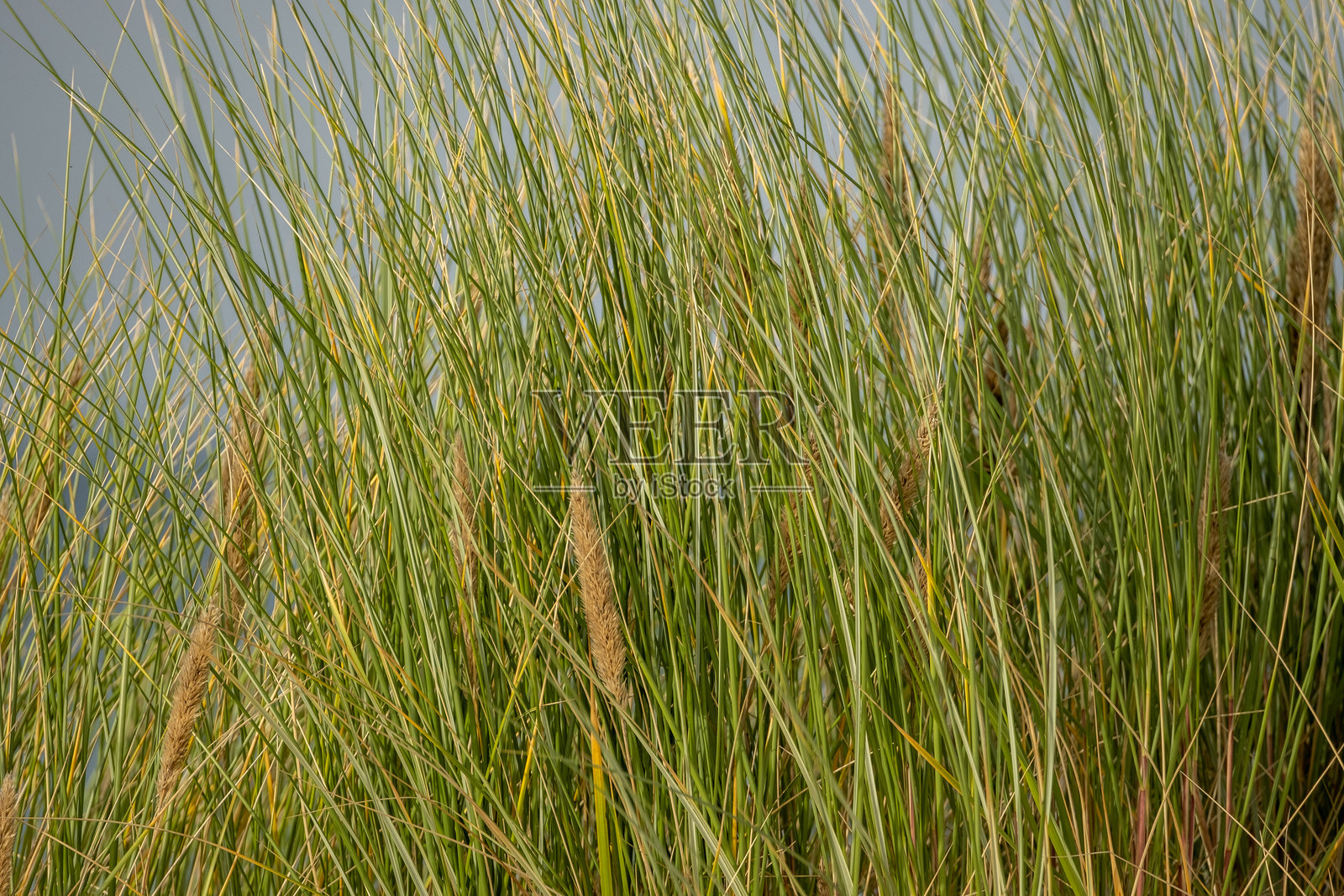 波罗的海地平线:沙丘与北海的交汇处照片摄影图片