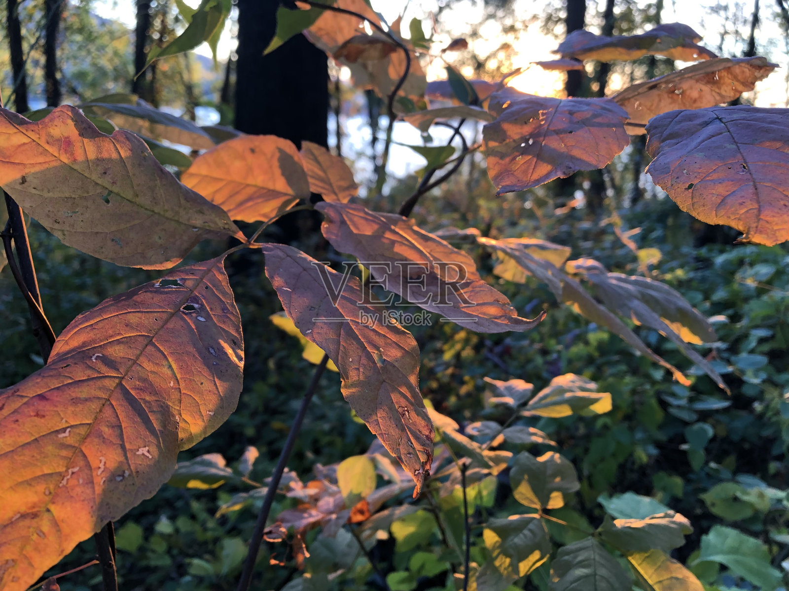 十月第一周在纽约州哈德逊高地州立公园保护区的金色时光中的秋叶。照片摄影图片