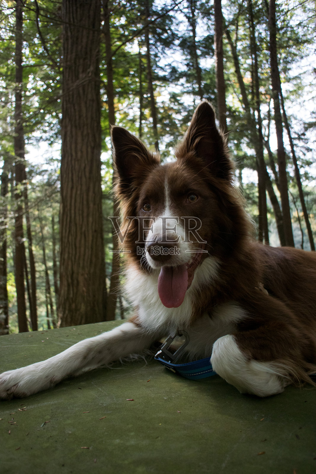 森林中躺着的边境牧羊犬肖像照片摄影图片