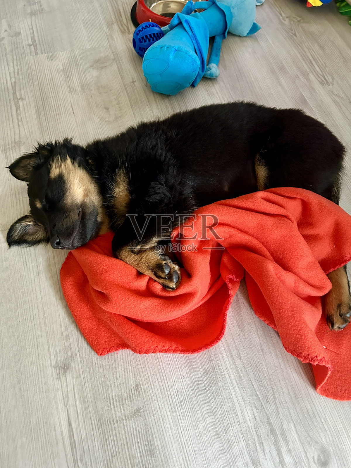 小狗在睡觉照片摄影图片