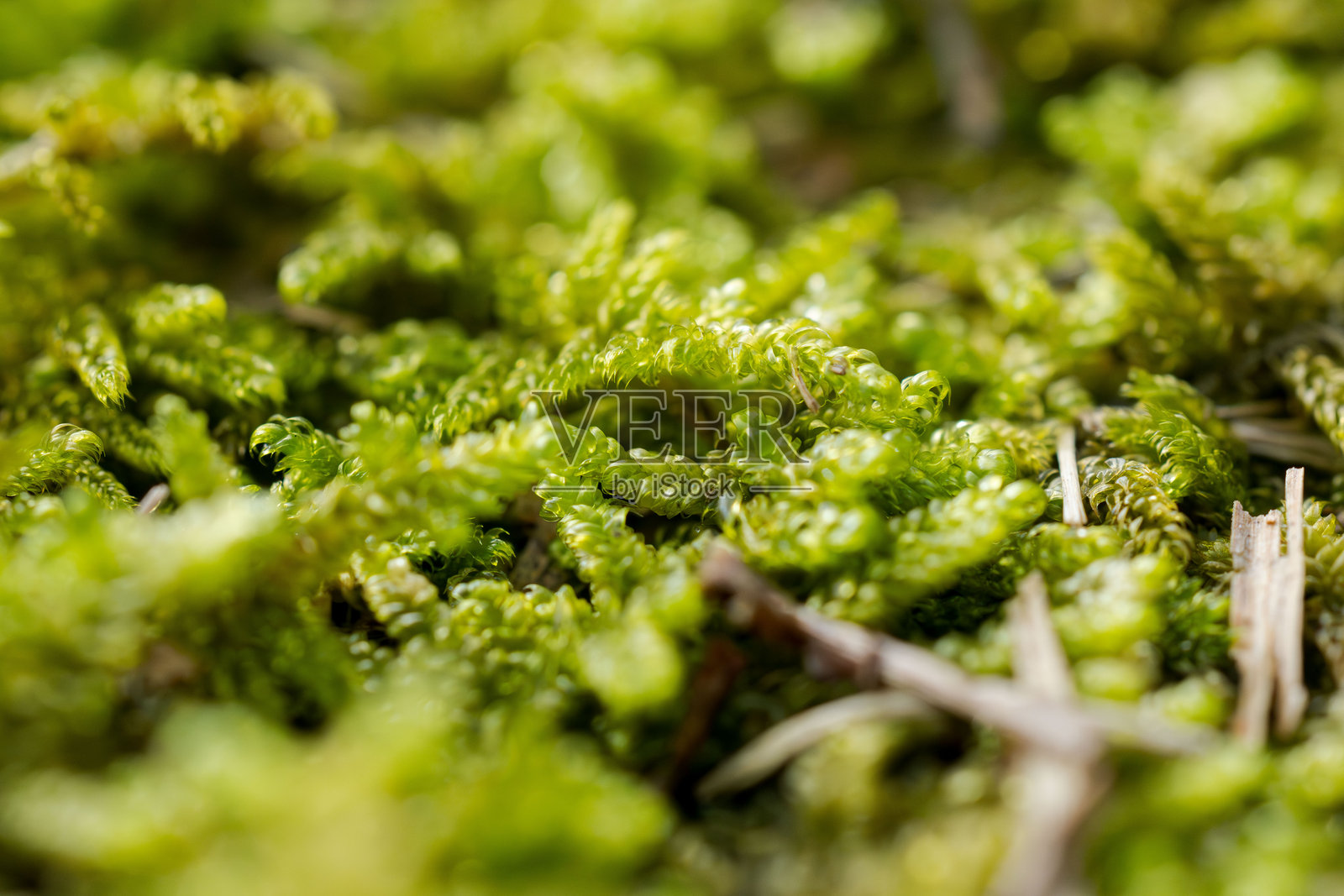 秋季森林中的催眠苔藓8。照片摄影图片