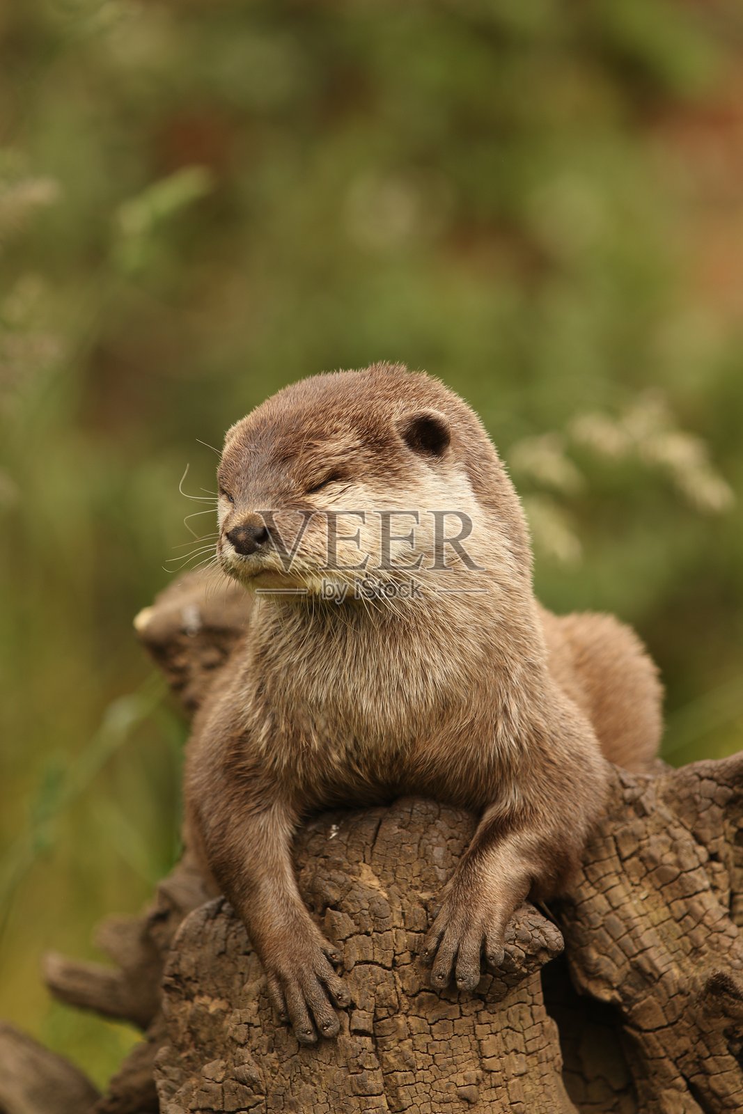 在模糊的绿色背景下,睡觉的水獺趴在原木上照片摄影图片