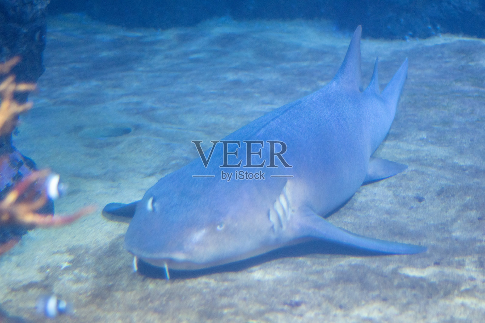 柏林动物园的水族箱里的鱼照片摄影图片