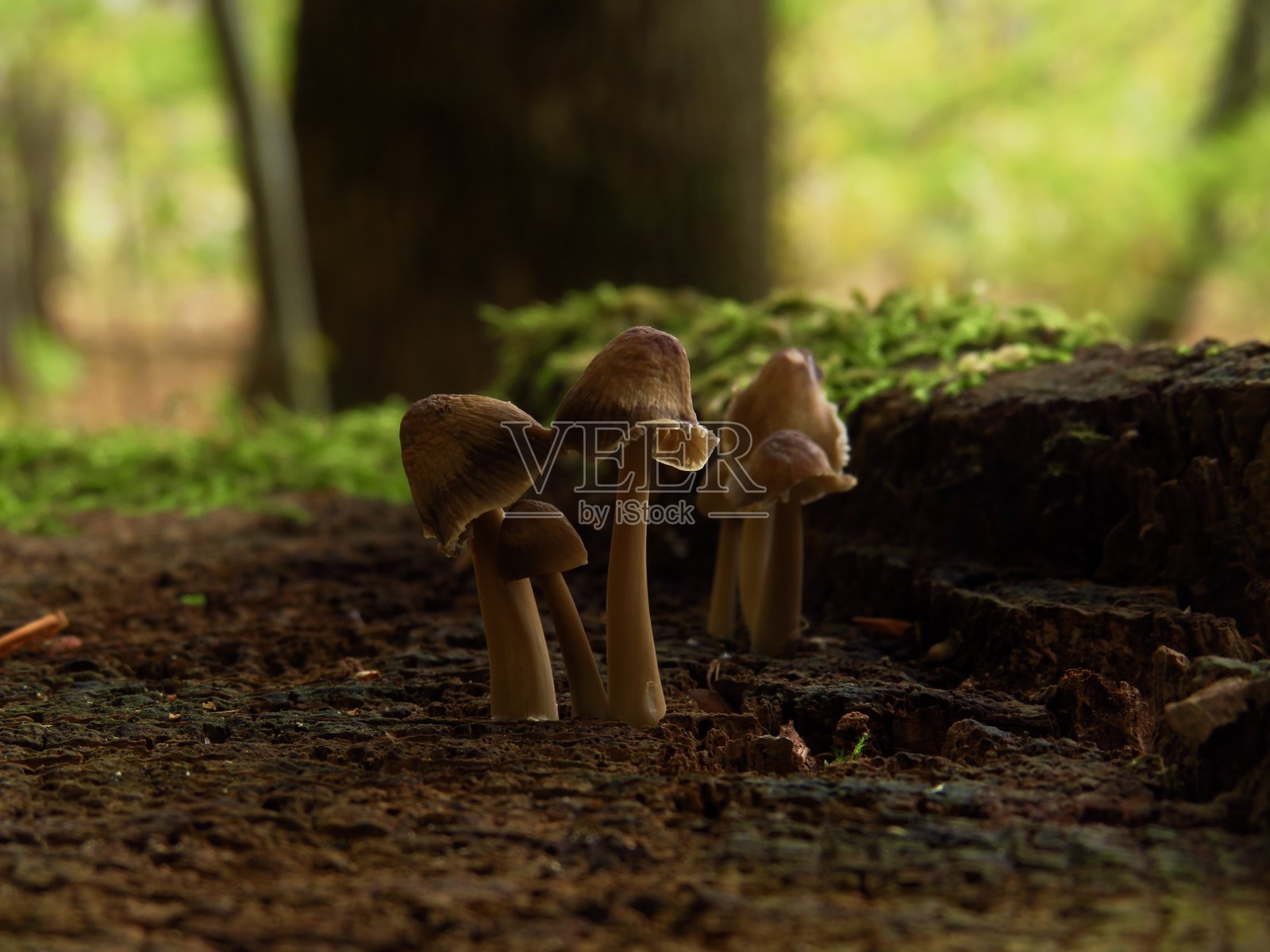 蘑菇照片摄影图片
