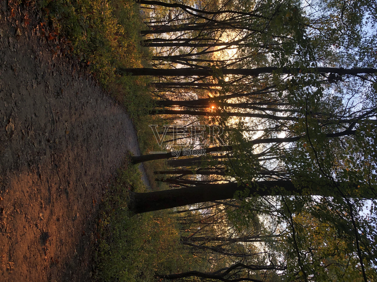 十月第一周在纽约州哈德逊高地州立公园保护区的金色时光中的秋叶。照片摄影图片