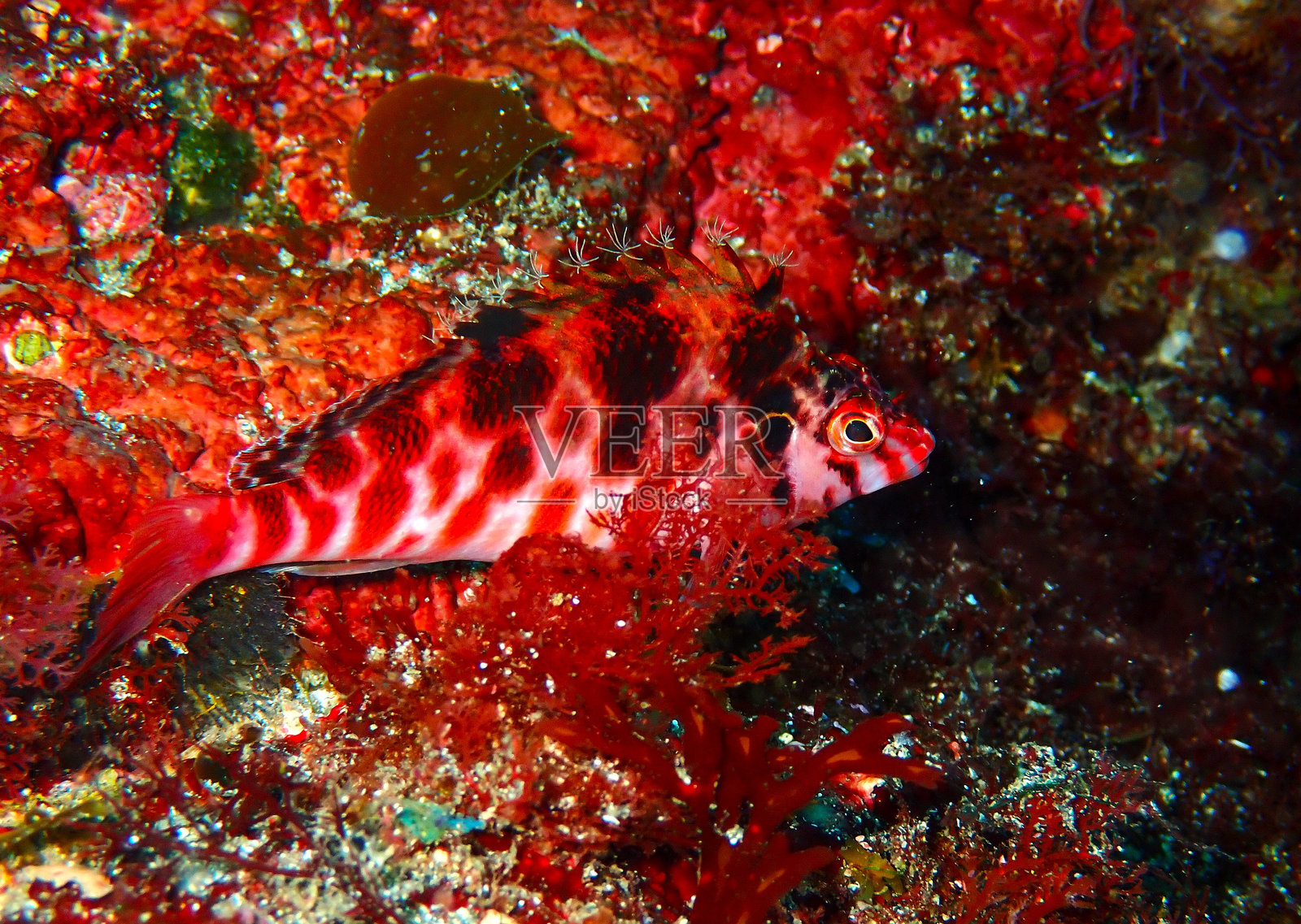 日本东京大岛的圆头鱼照片摄影图片