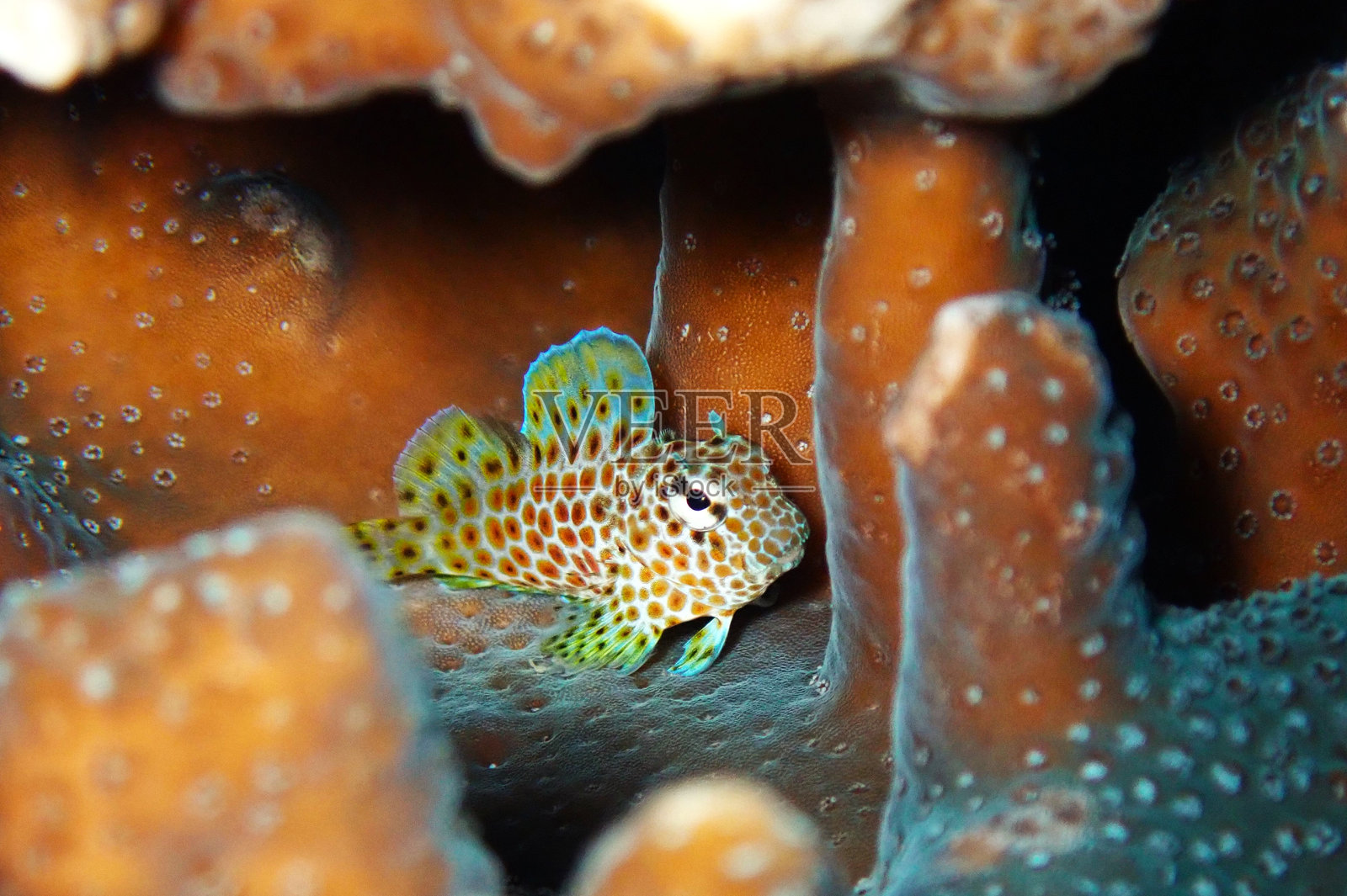 日本东京大岛的短尾鲨照片摄影图片