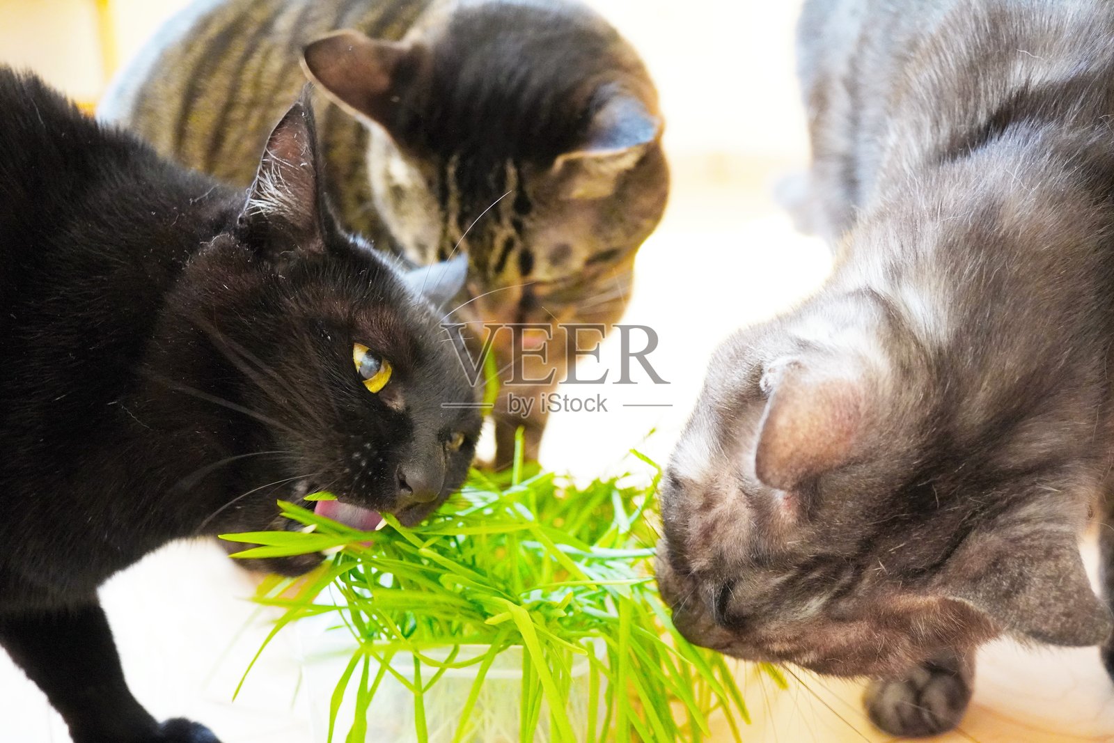 三只可爱的猫咪聚在室内吃猫草照片摄影图片