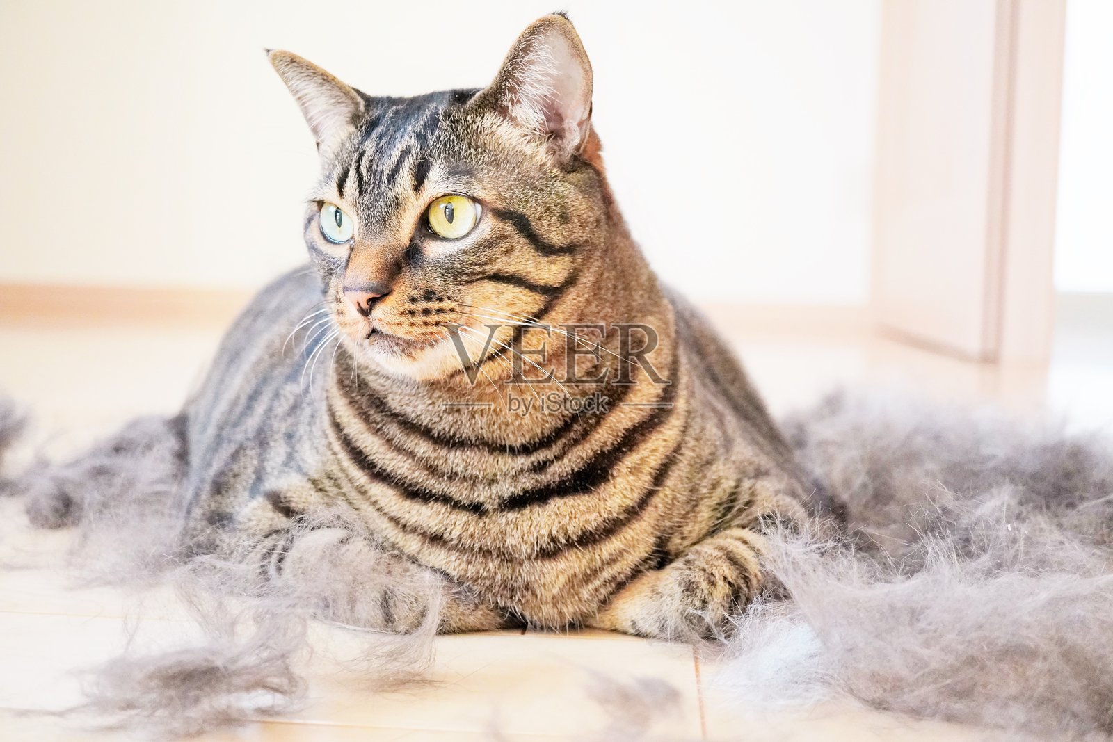 特写镜头展示一只虎斑猫坐在房间里,地板上散落着很多脱落的毛发,体现了换毛期的情景。照片摄影图片