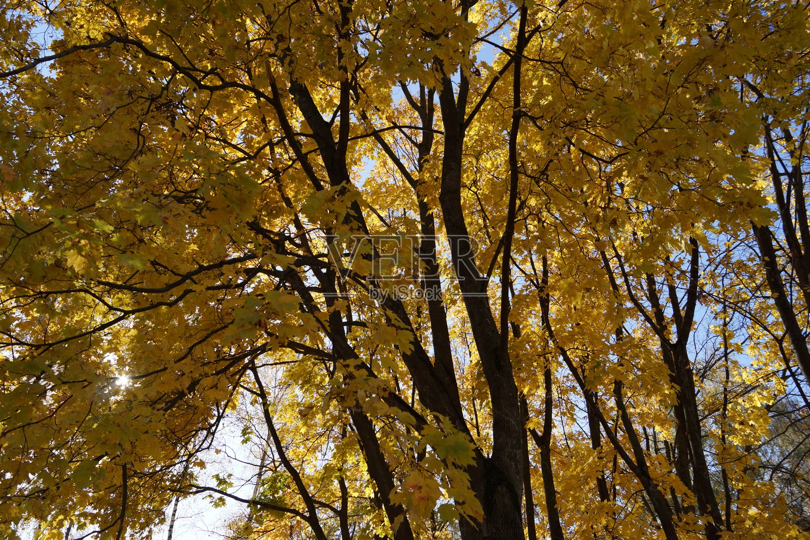 城市公园的风和日丽,天然植物景观小径,秋叶的色彩照片摄影图片