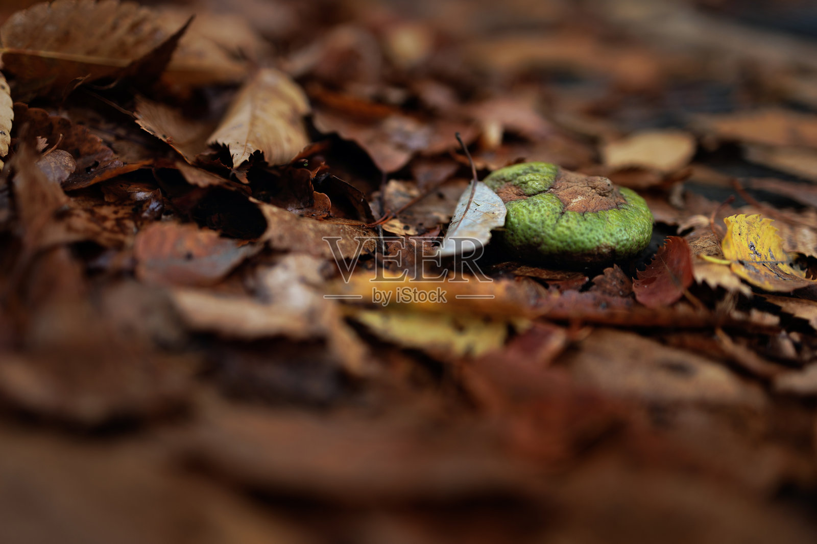 秋天的色彩与绿色蘑菇照片摄影图片