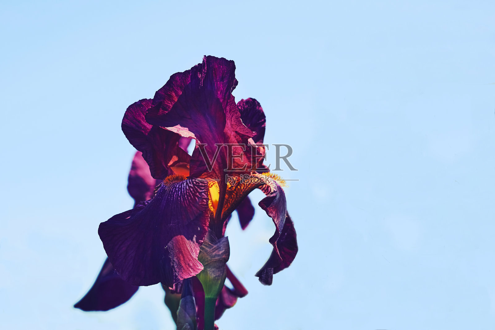 迷人的细腻紫粉色须状鸢尾花,蓝天背景照片摄影图片