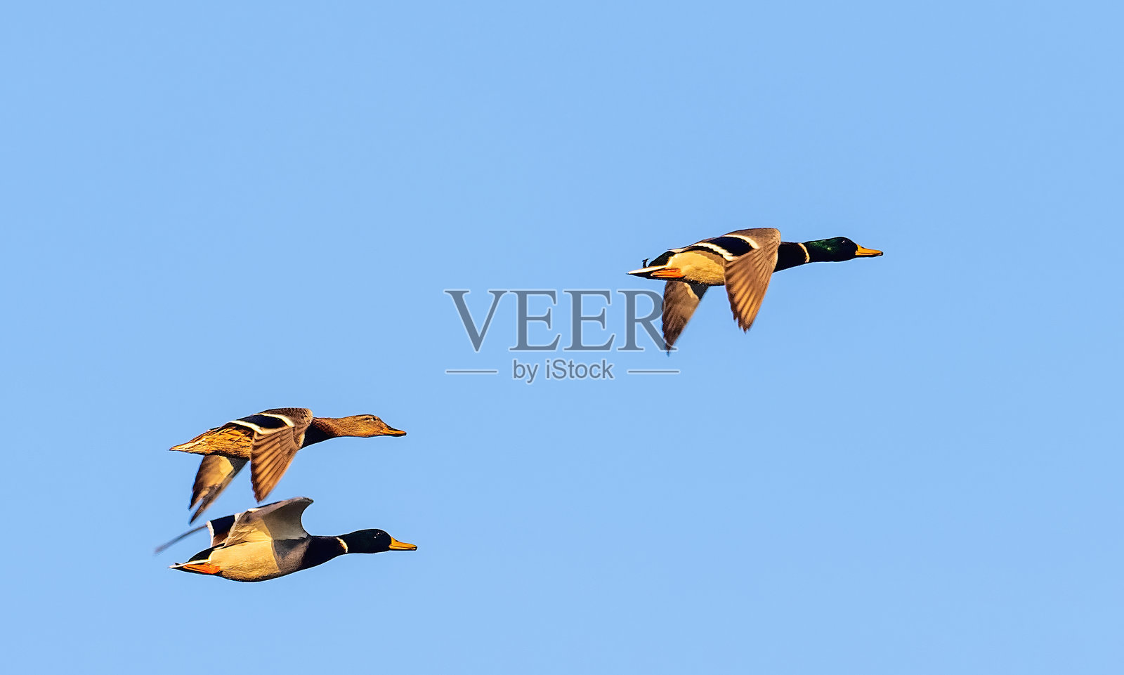 飞翔中的野鹅群照片摄影图片