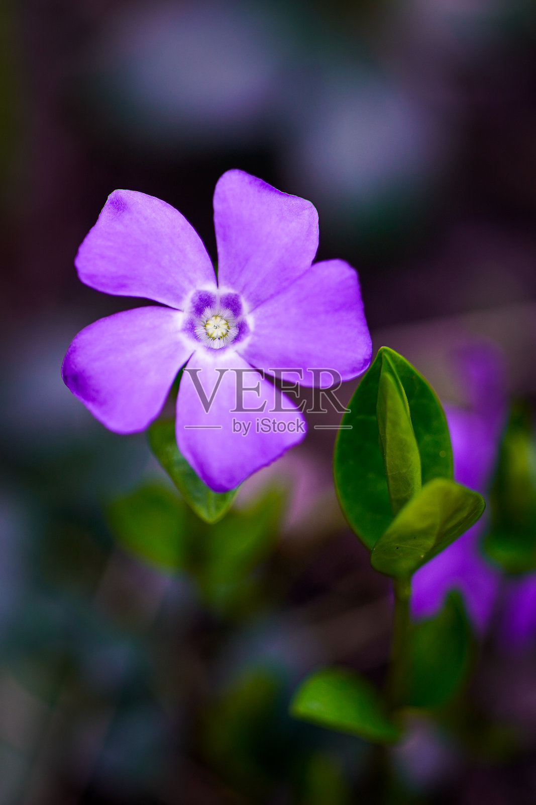 紫色之美照片摄影图片