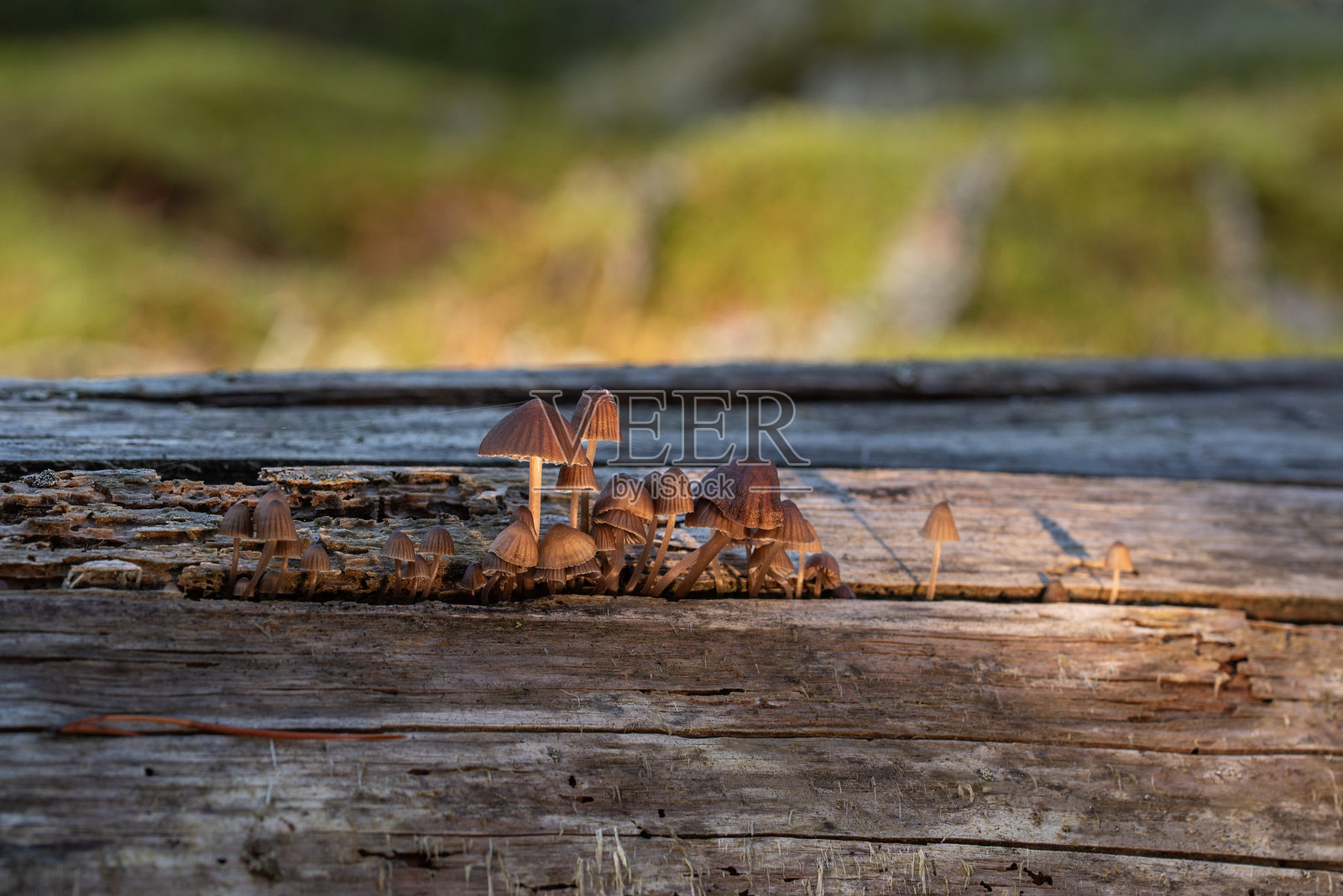 一群小蘑菇(可能是某种小伞菌)在森林中的倒木上生长。照片摄影图片