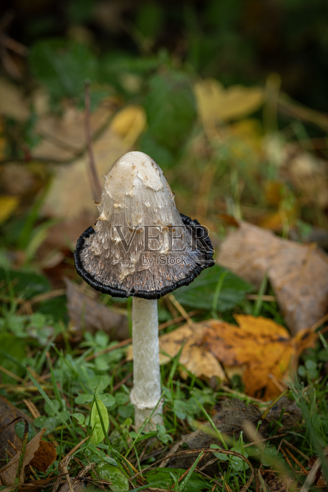 皮耶宁山脉中的绿草和秋叶上的伞菌照片摄影图片