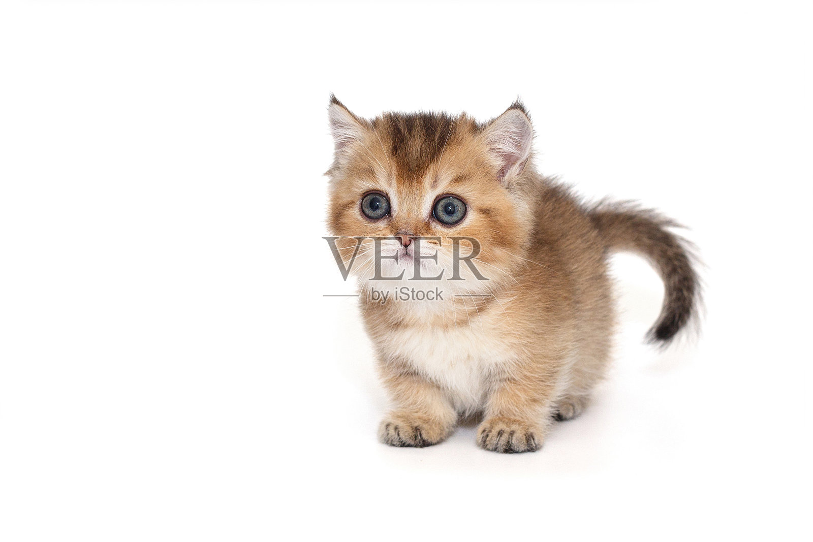 短爪的苏格兰小猫照片摄影图片