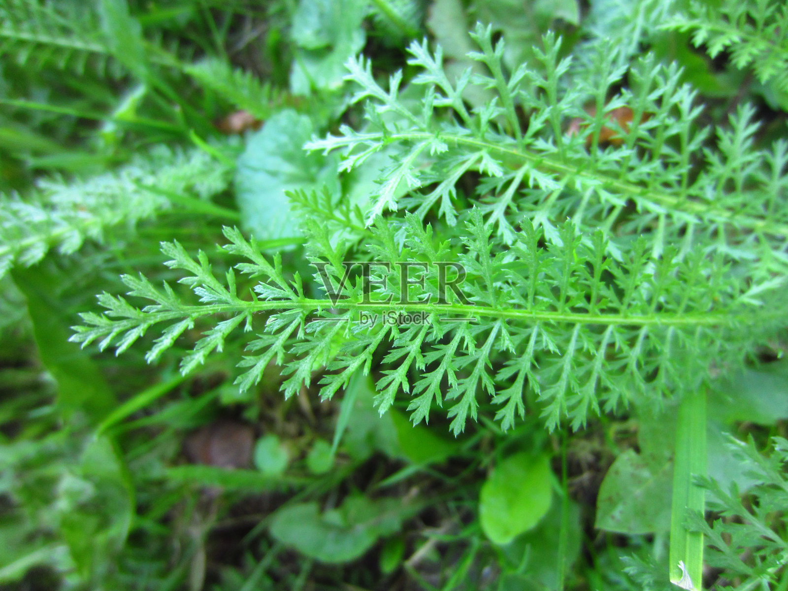 白俄罗斯自然中的绿色宏观叶片几何形状照片摄影图片