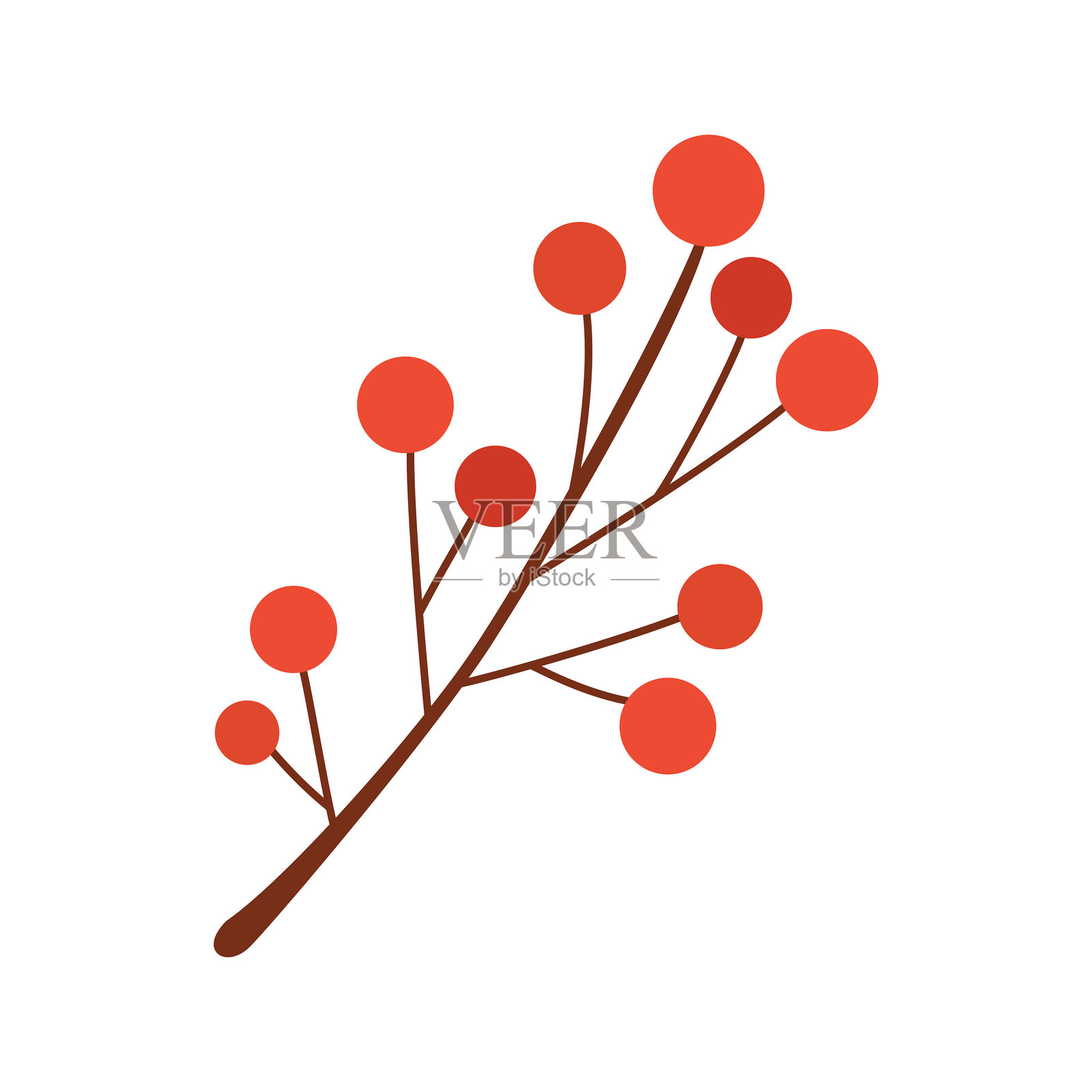 冬季红色浆果枝条,背景为白色。插画图片素材