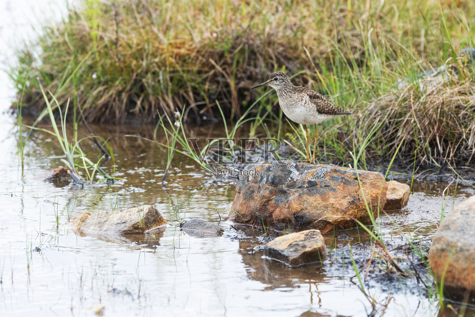一只孤独的木沙锥鸟站在芬兰乌尔霍·凯科宁国家公园湿地中的岩石上照片摄影图片