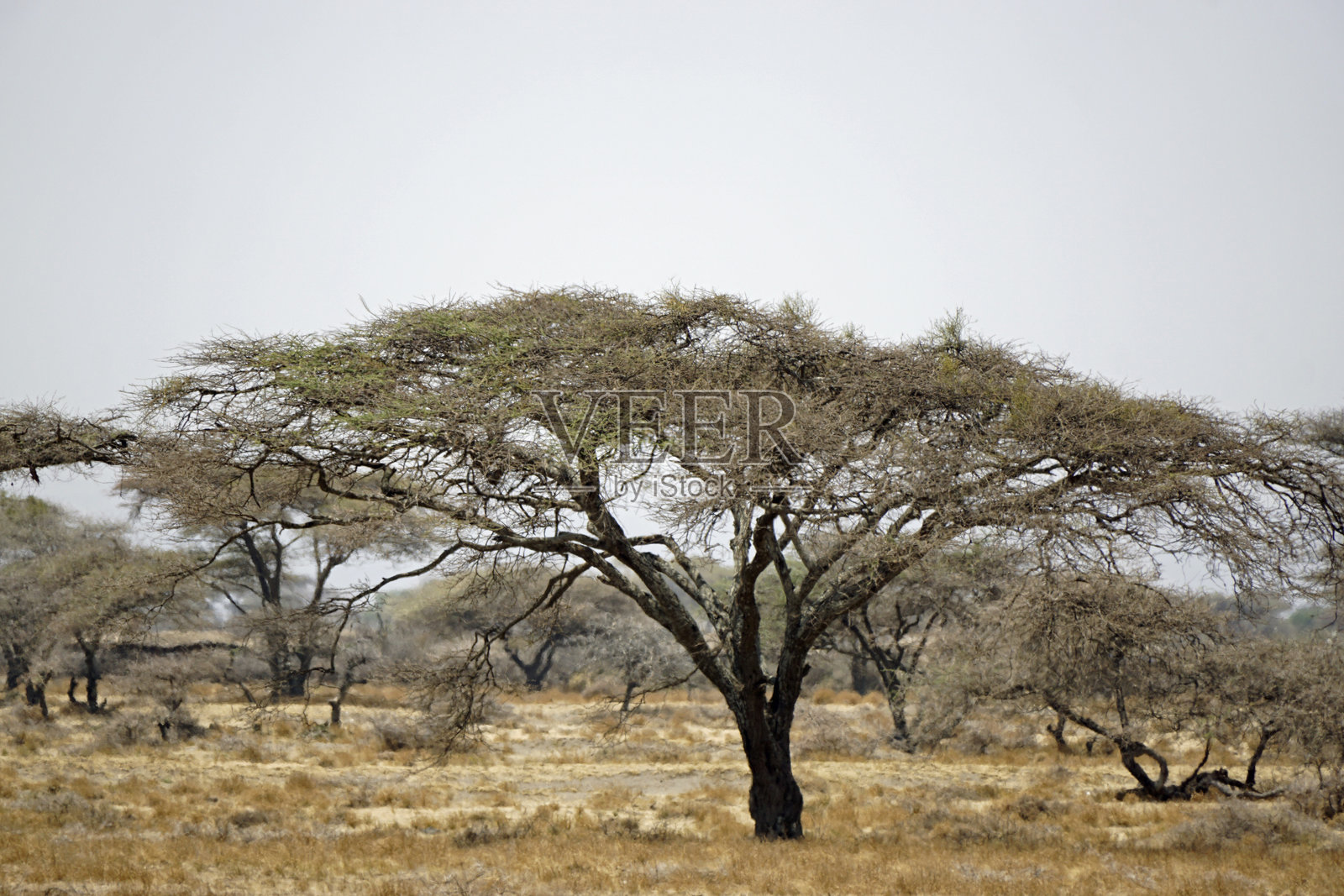 坦桑尼亚风景照片摄影图片