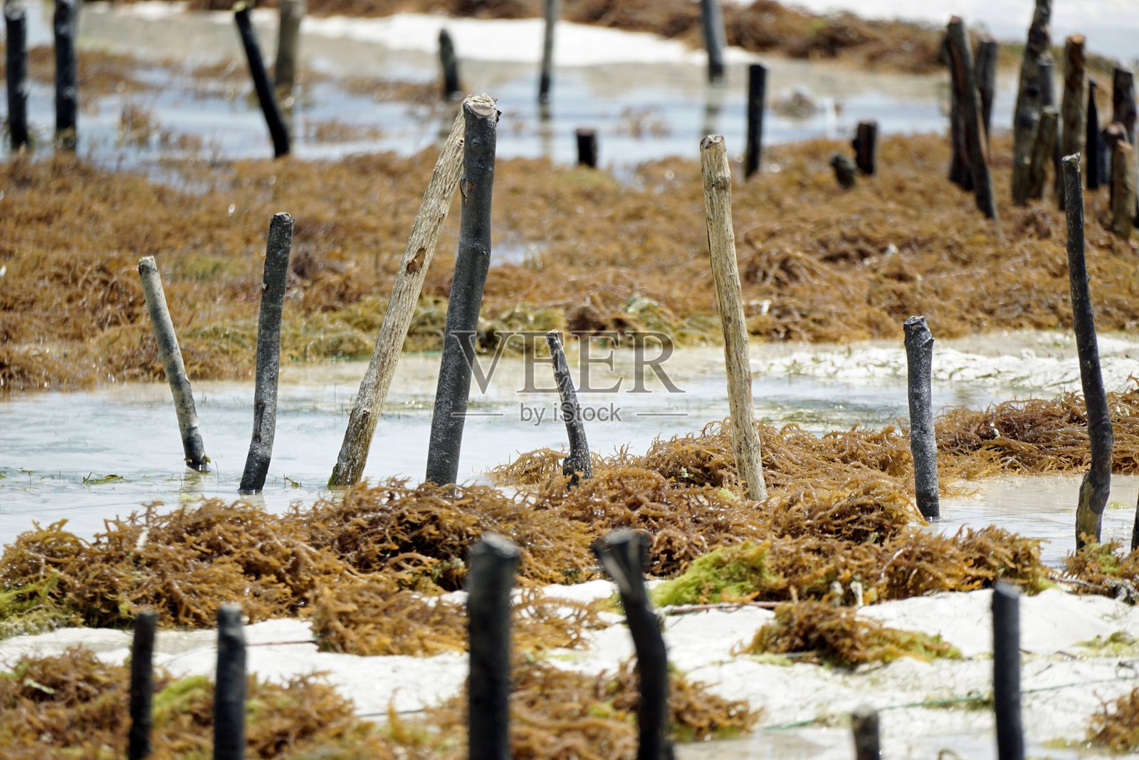 坦桑尼亚风景照片摄影图片